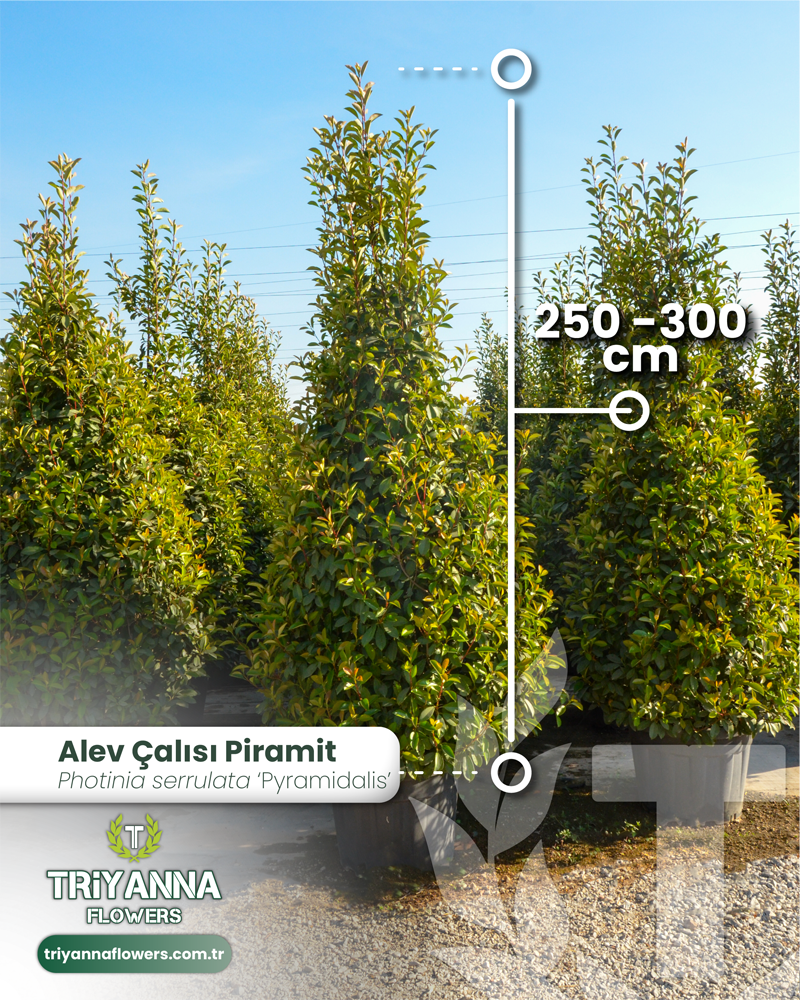 Alev Çalısı Piramit