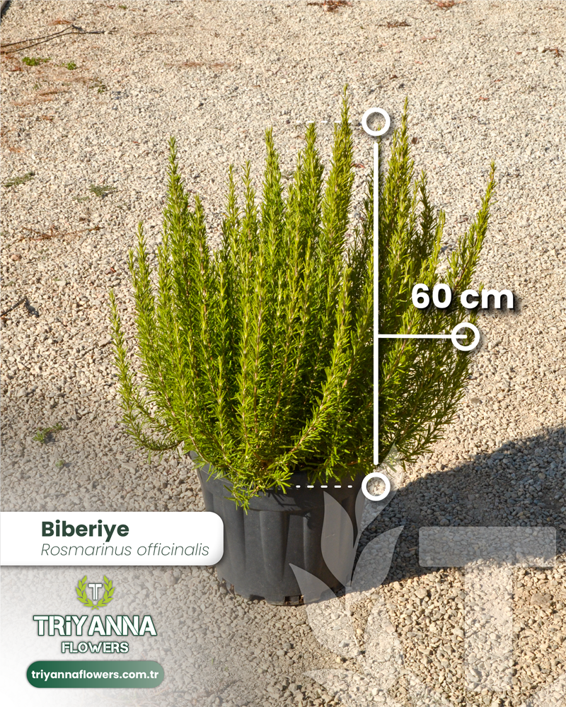 Biberiye