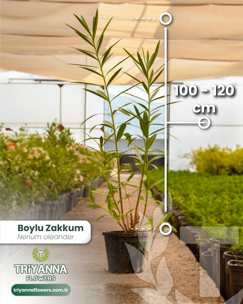 Boylu Zakkum