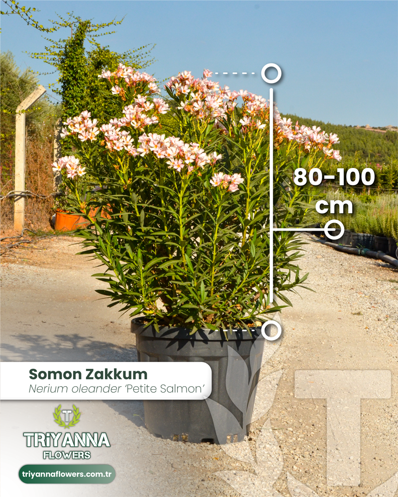 Somon Zakkum (Bodur Zakkum)