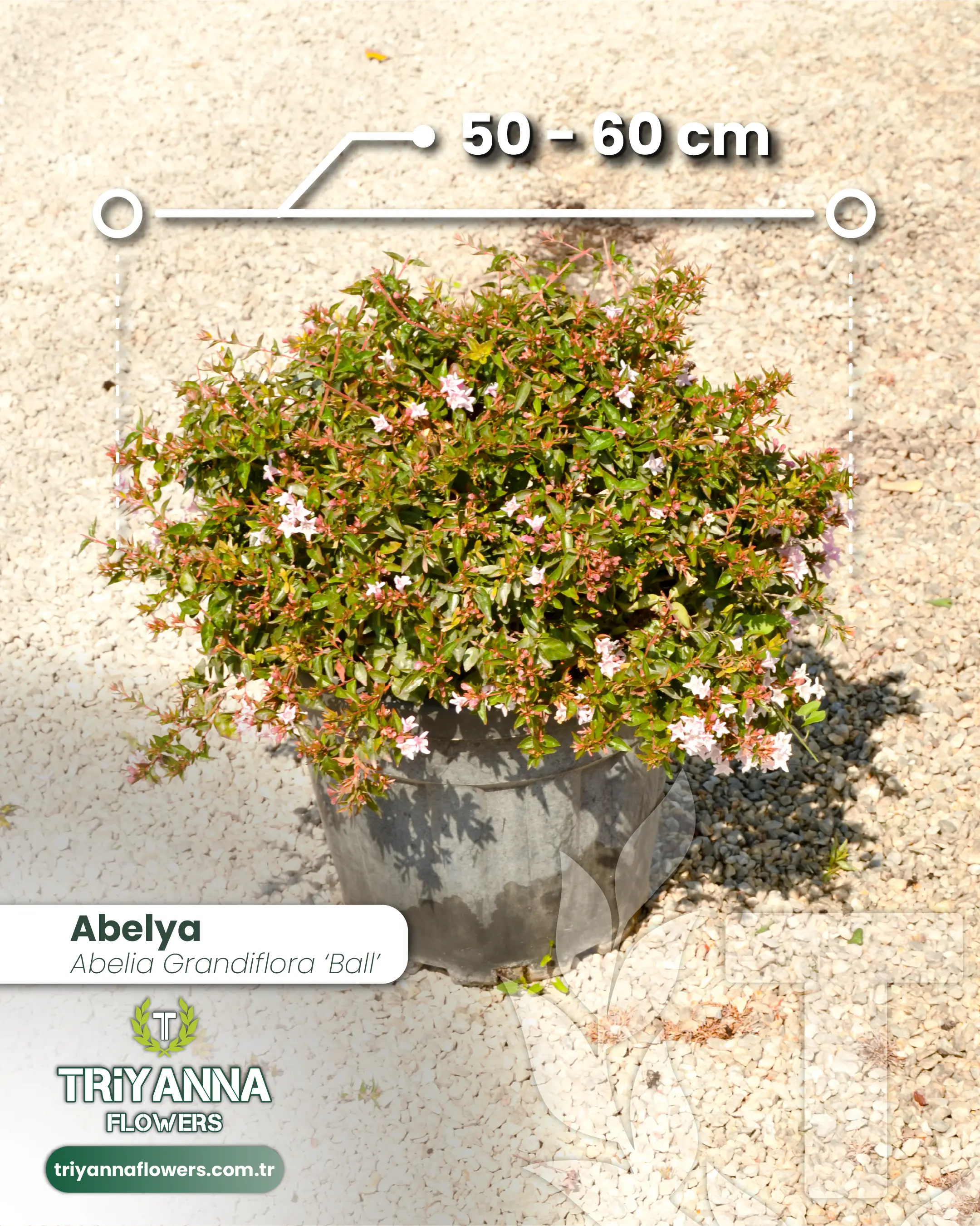 Abelya (Top Form)
