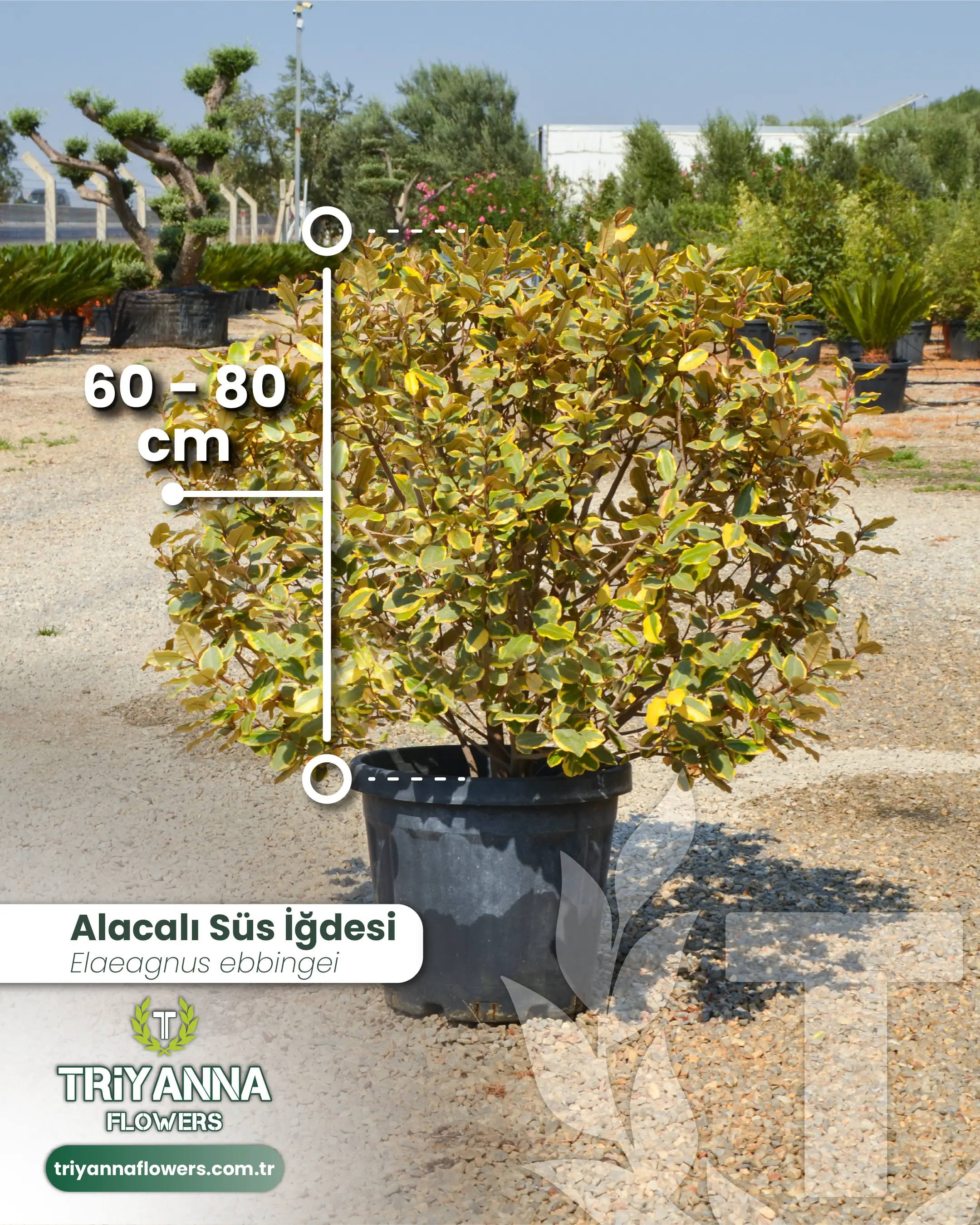 Alacalı Süs İğdesi