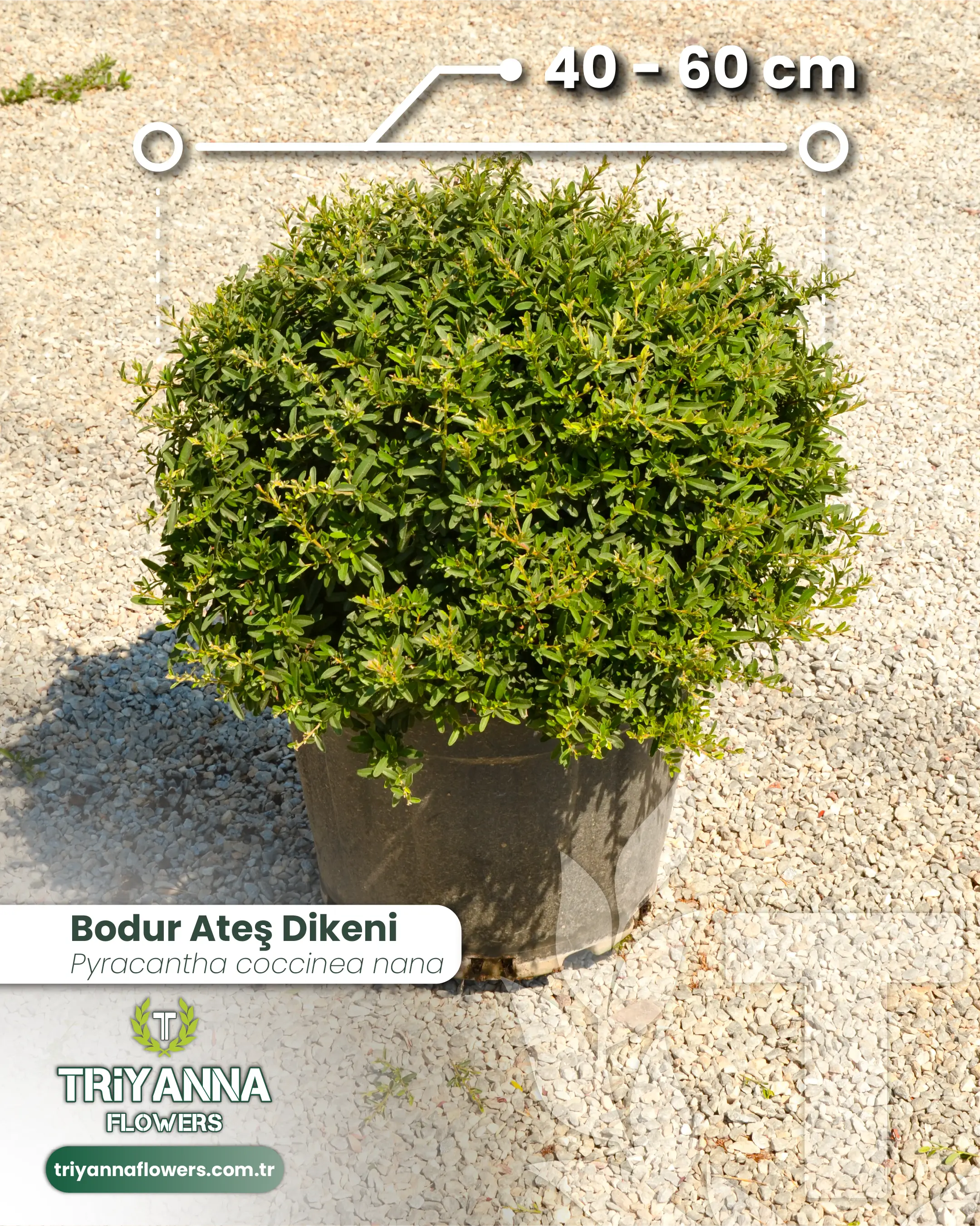 Bodur Ateş Dikeni (Top Form)