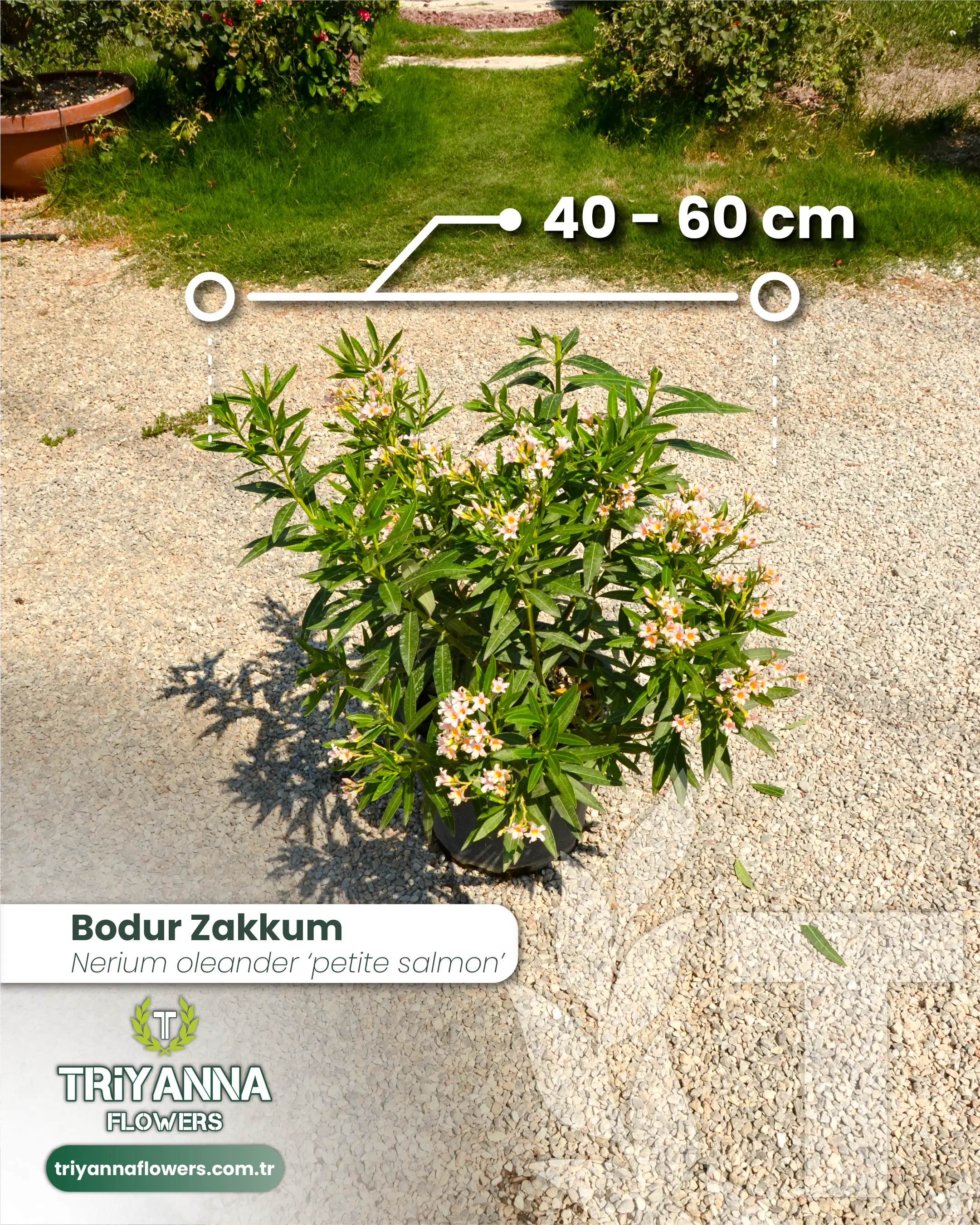 Bodur Zakkum