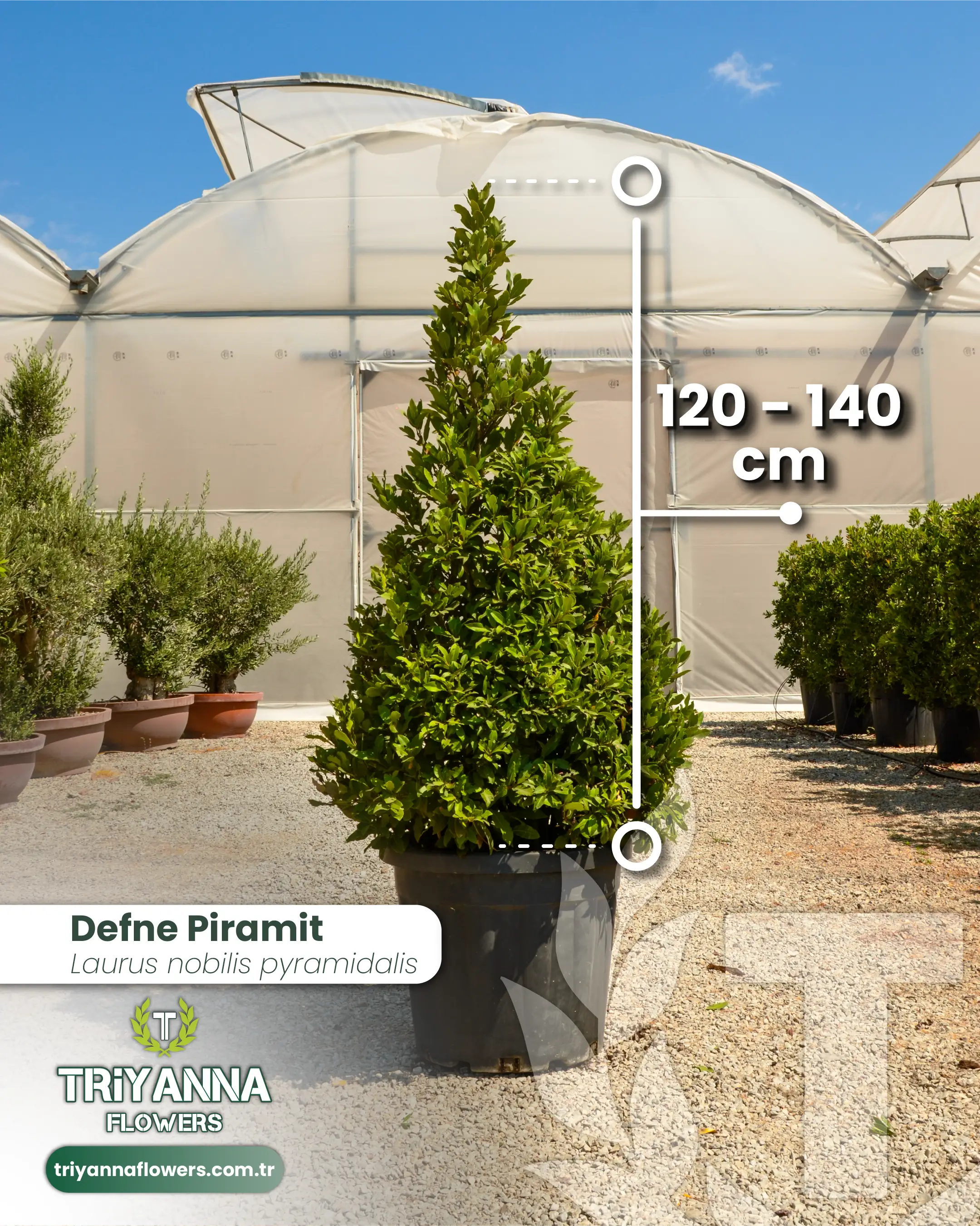 Defne Piramit