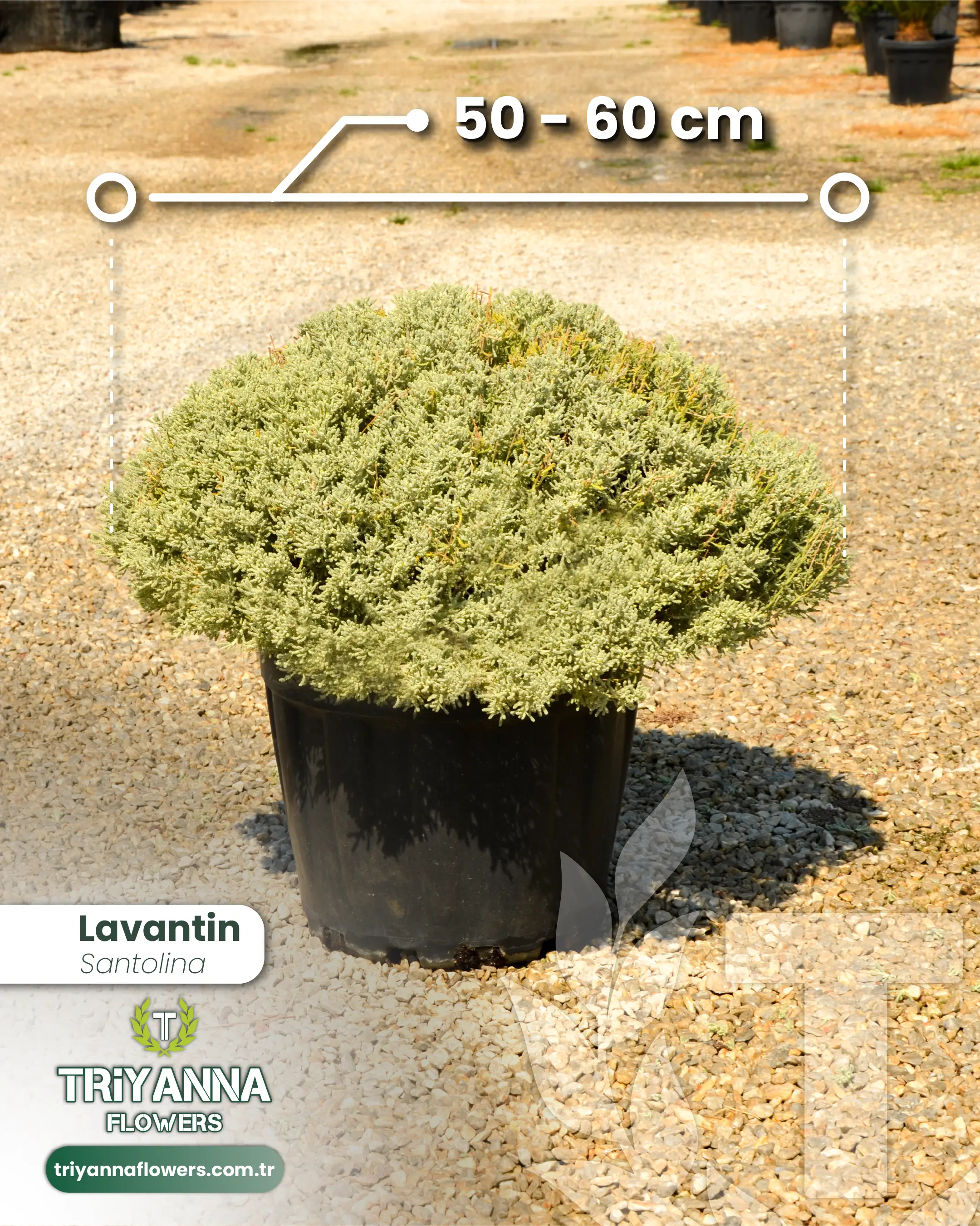 Lavantin (Gri Santolin / Top Form)