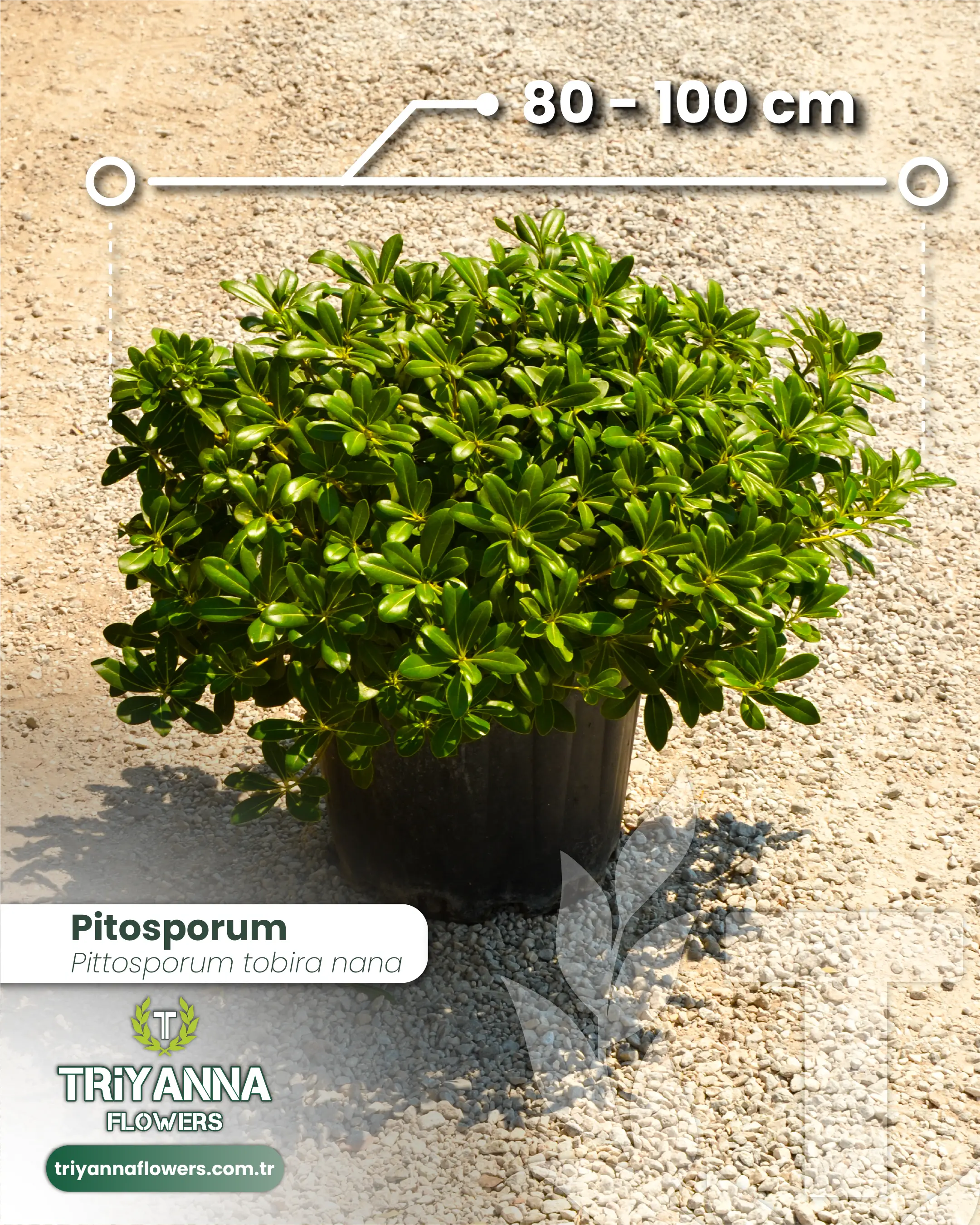 Bodur Pitosporum (Yıldız Çalısı)