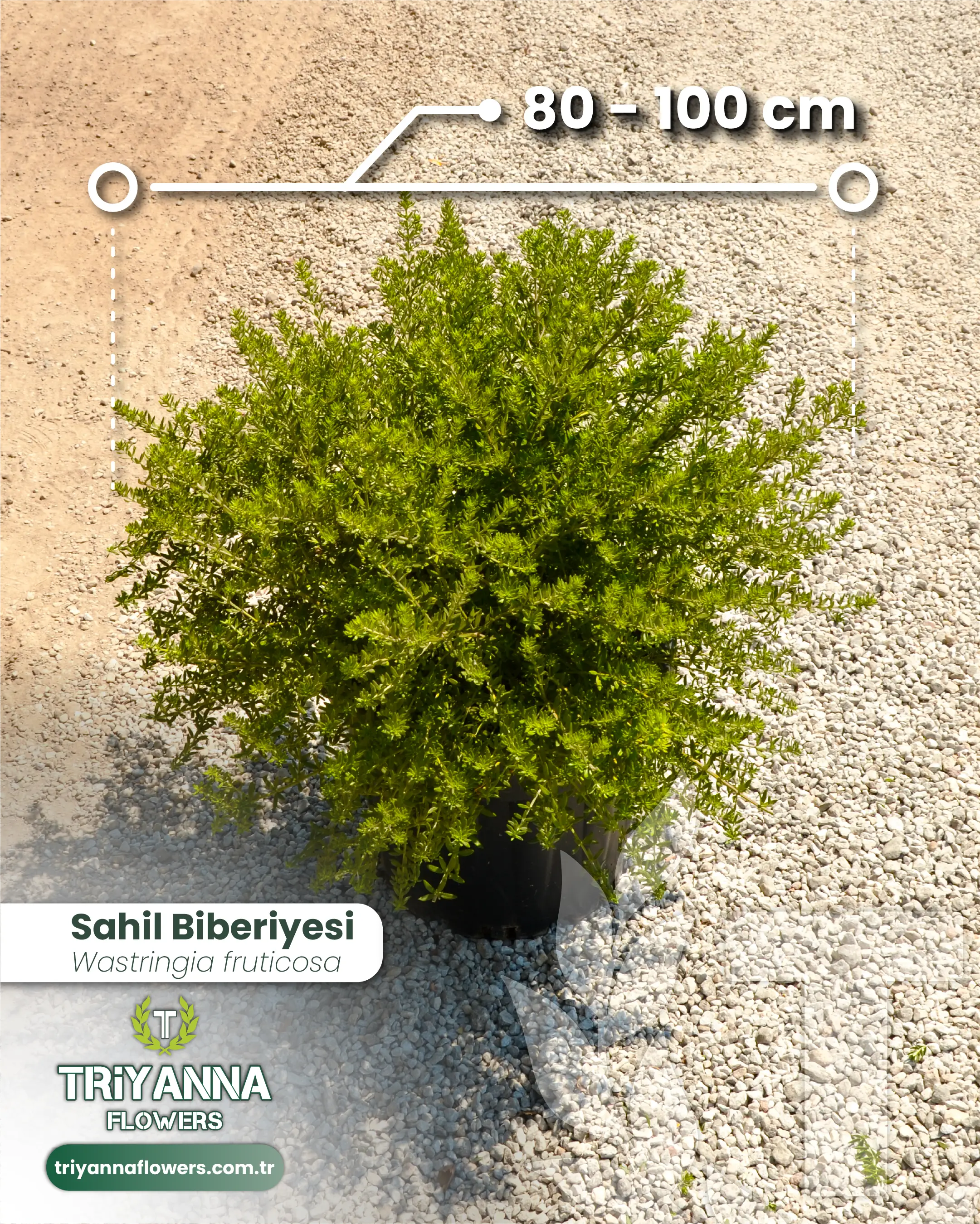 Sahil Biberiyesi (Kıyı Çalısı)