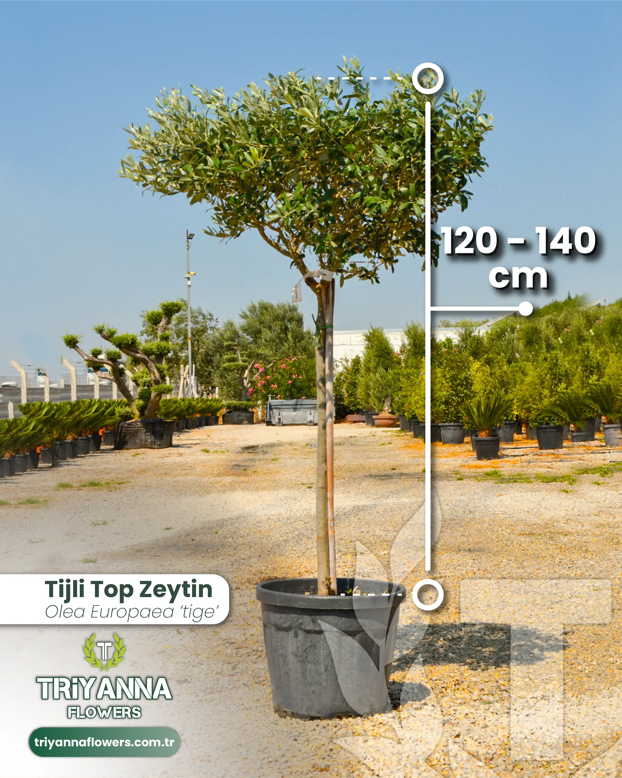 Tijli Top Zeytin Ağacı
