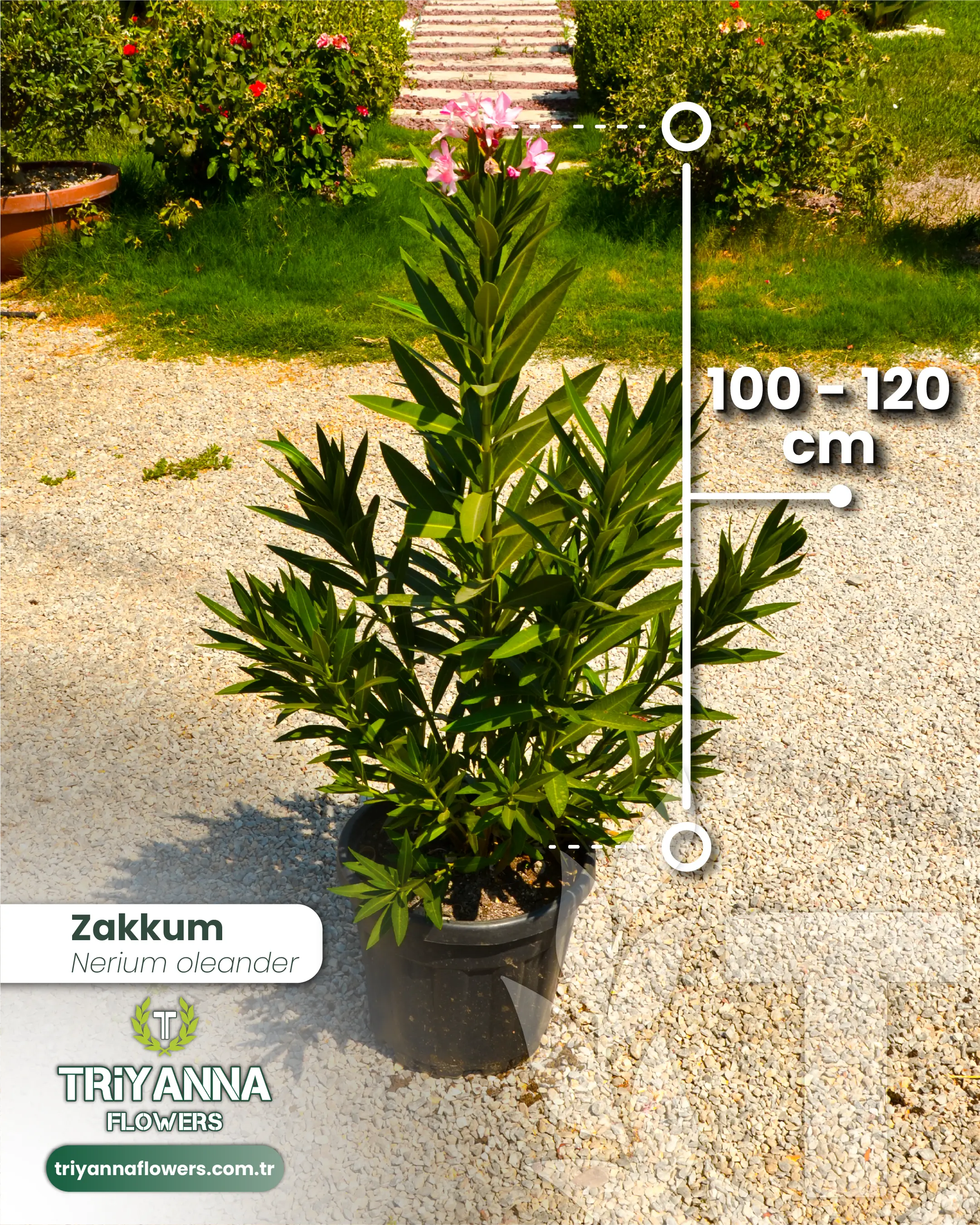 Zakkum
