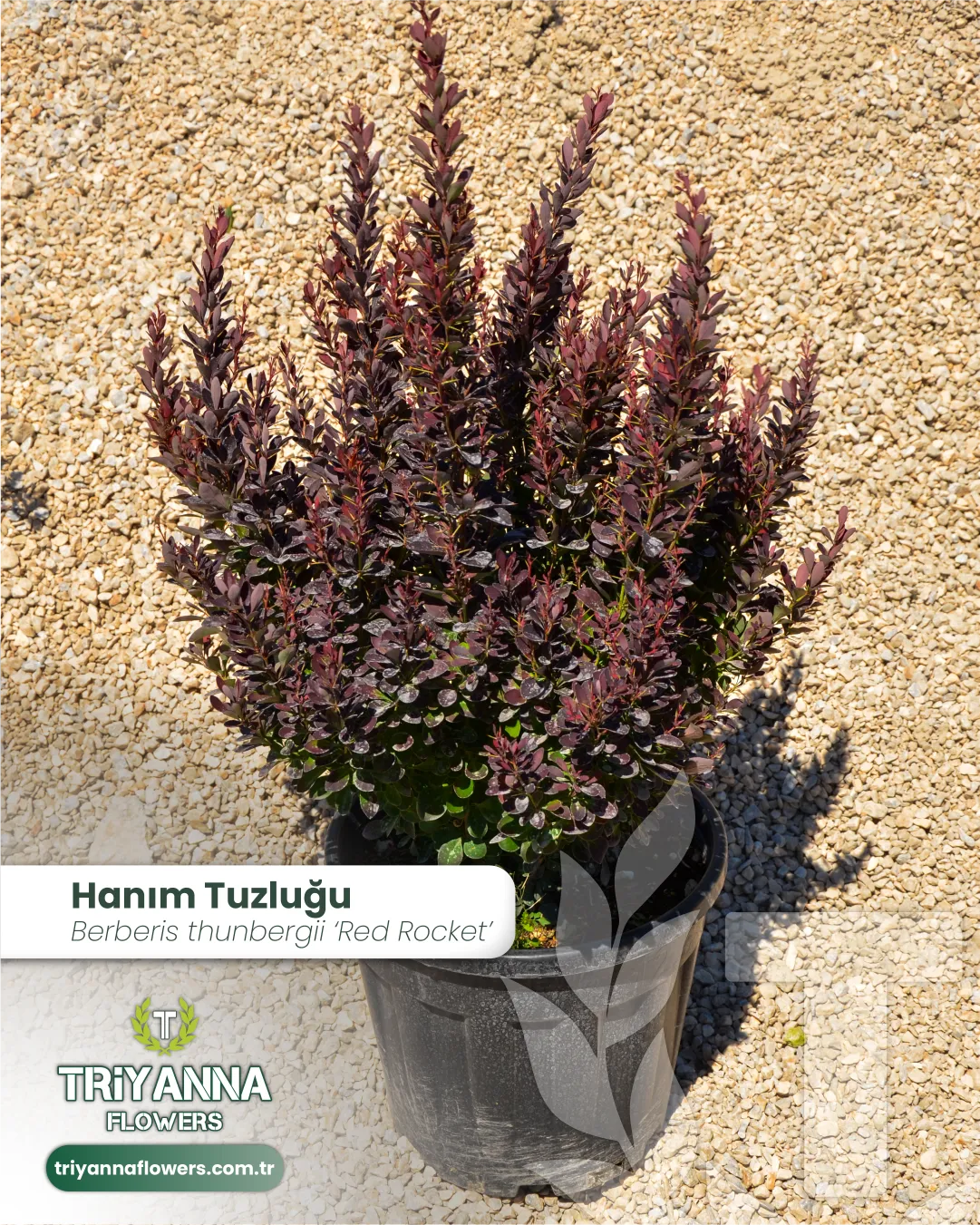 Kırmızı Hanım Tuzluğu