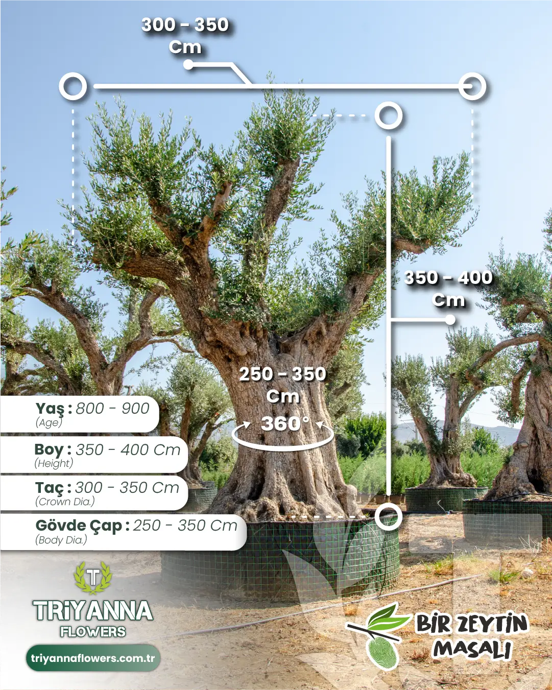 800-900 Yaş Yetişkin Zeytin Ağacı