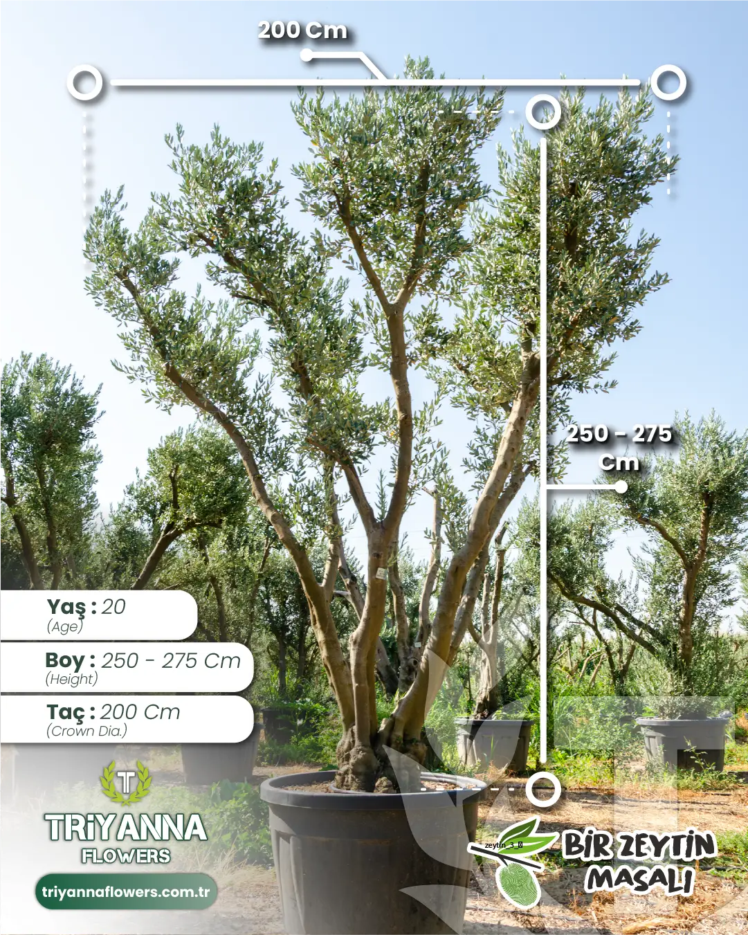20 Yaş Saksılı Yetişkin Zeytin Ağacı