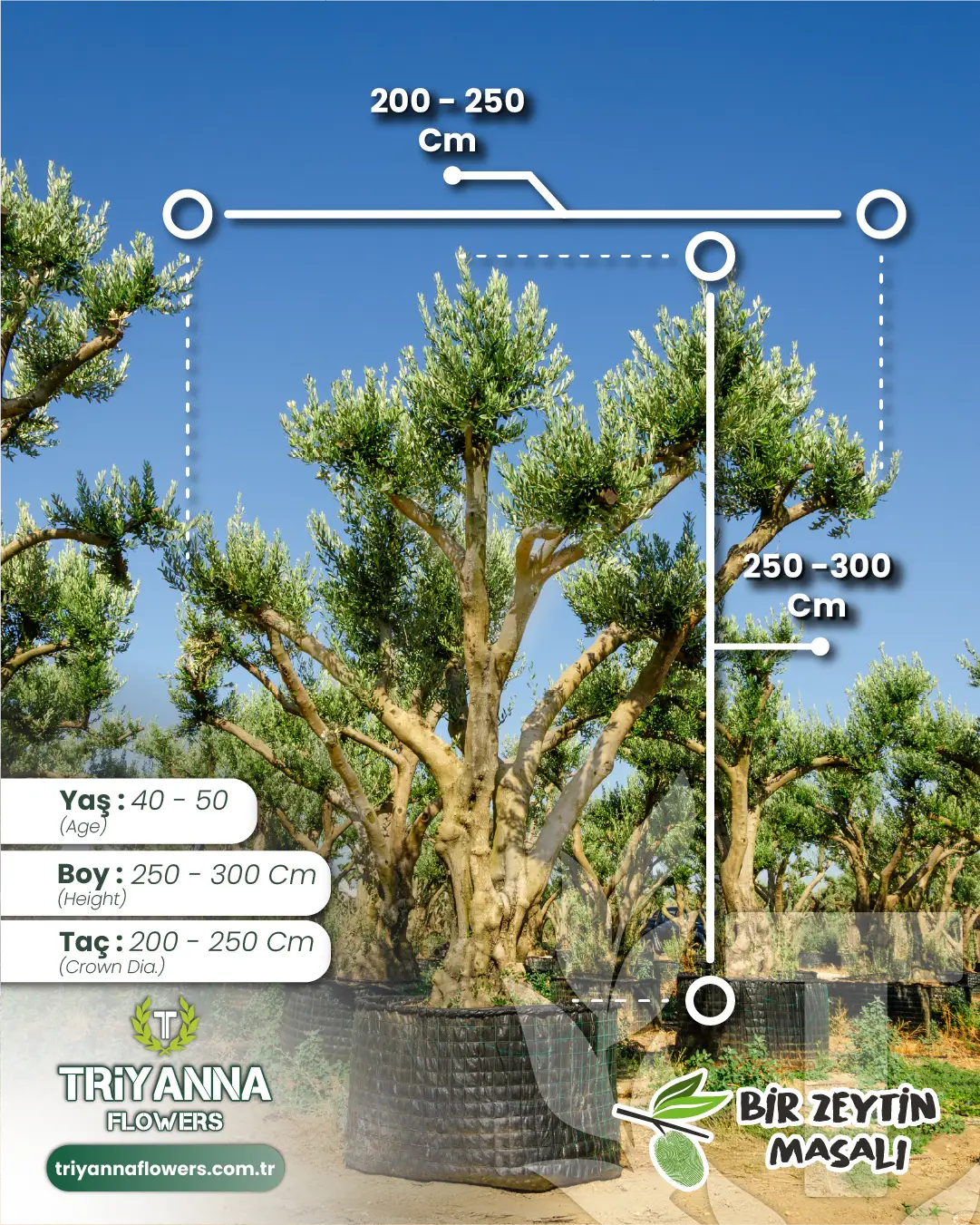 40-50 Yaş Yetişkin Zeytin Ağacı