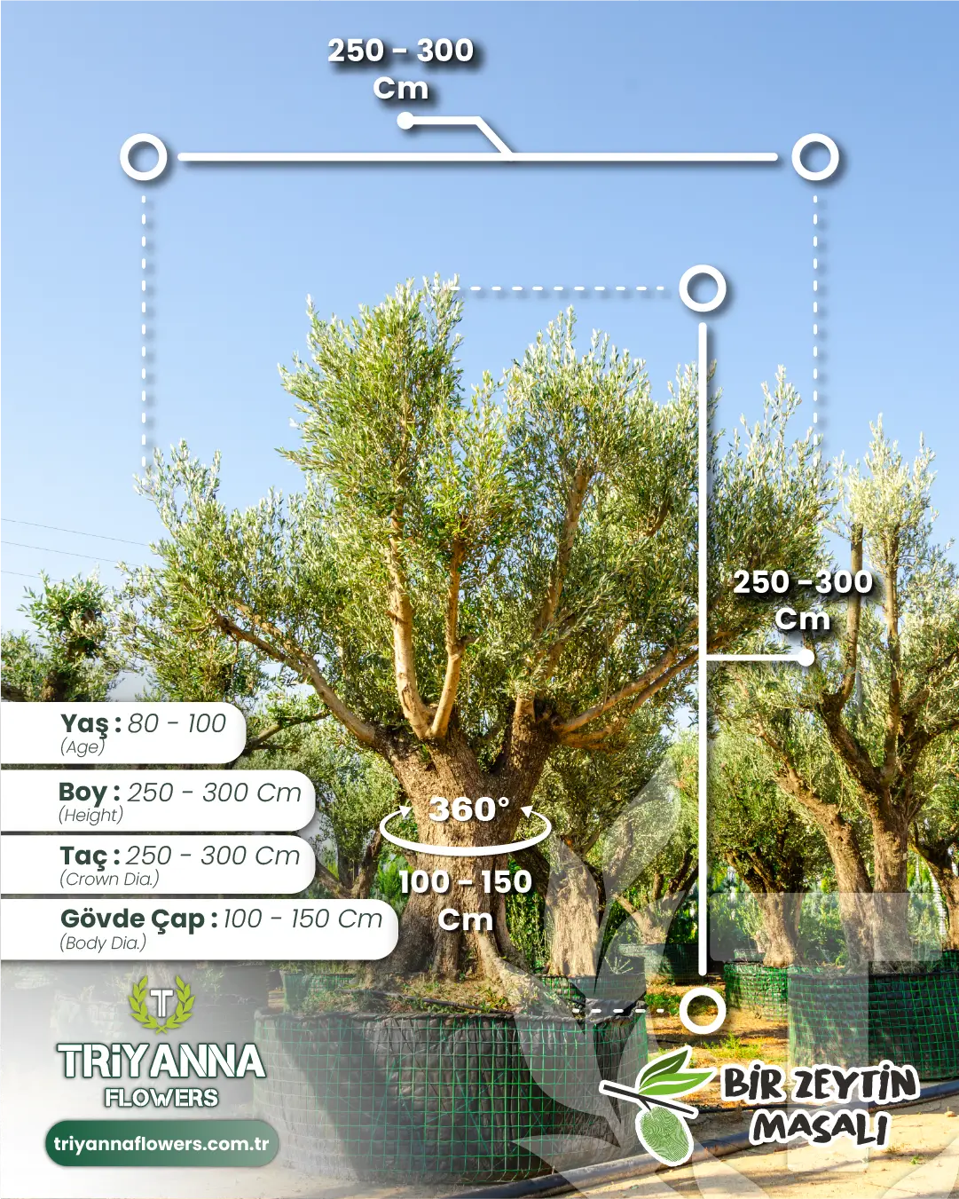 80-100 Yaş Yetişkin Zeytin Ağacı