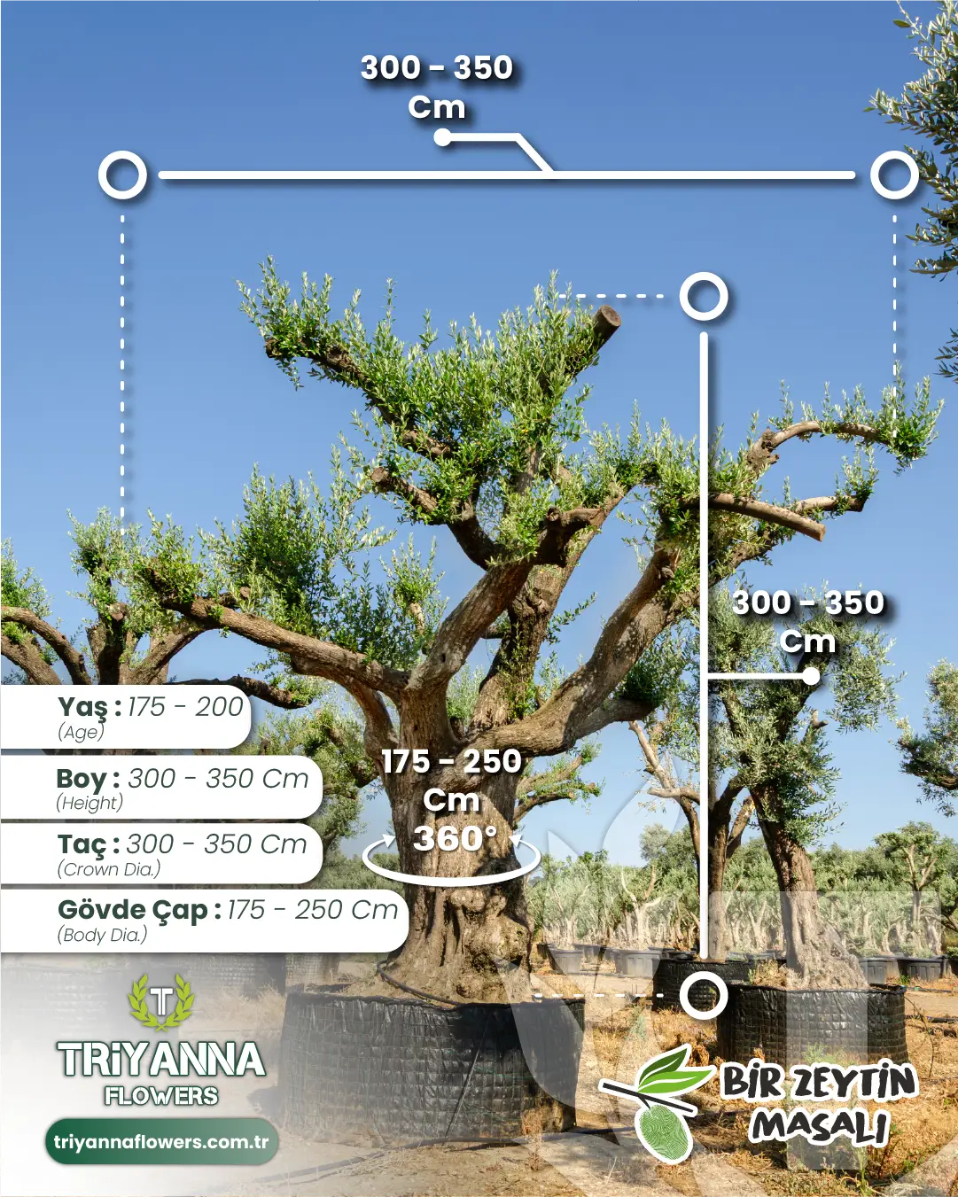 175-200 Yaş Yetişkin Zeytin Ağacı