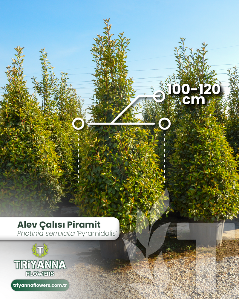 07 - Photinia serrulata 'Pyramidalis - Alev Çalısı Piramit_2@2x.webp