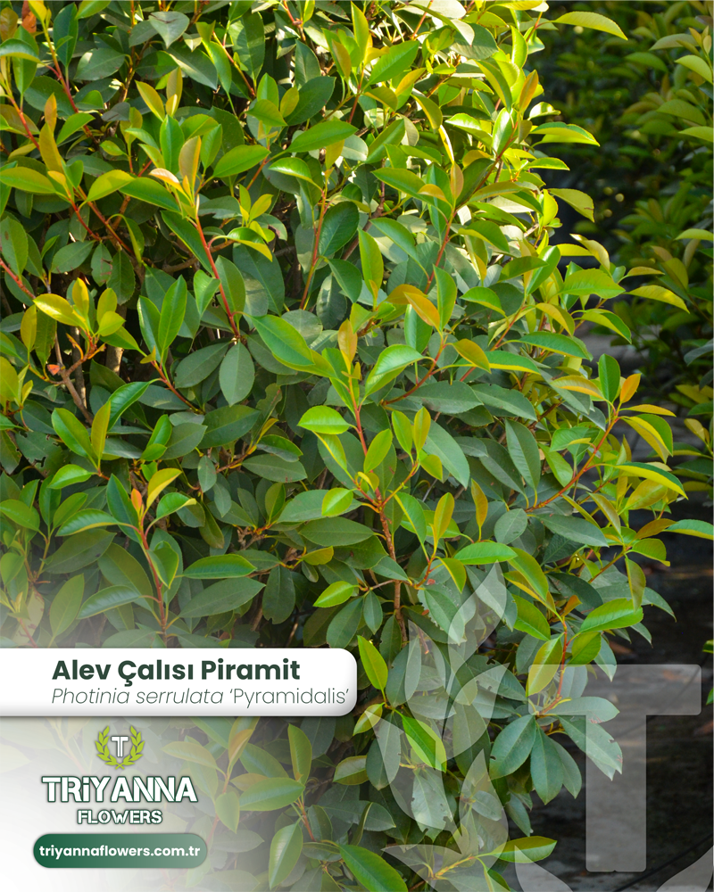 07 - Photinia serrulata 'Pyramidalis - Alev Çalısı Piramit_3@2x.webp