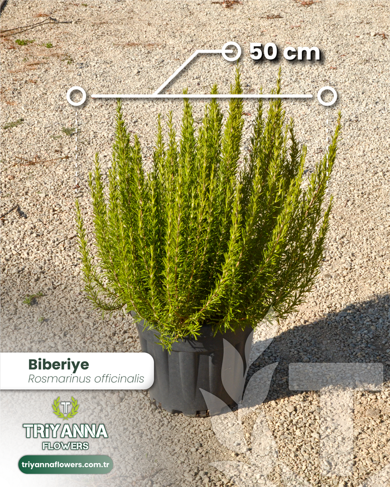 1Biberiye_2.webp