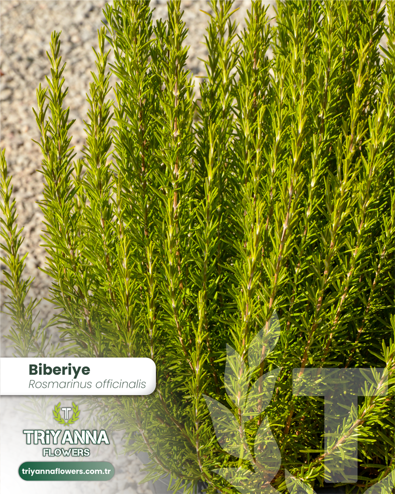 1Biberiye_3.webp