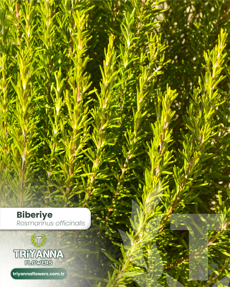 1Biberiye_4.webp