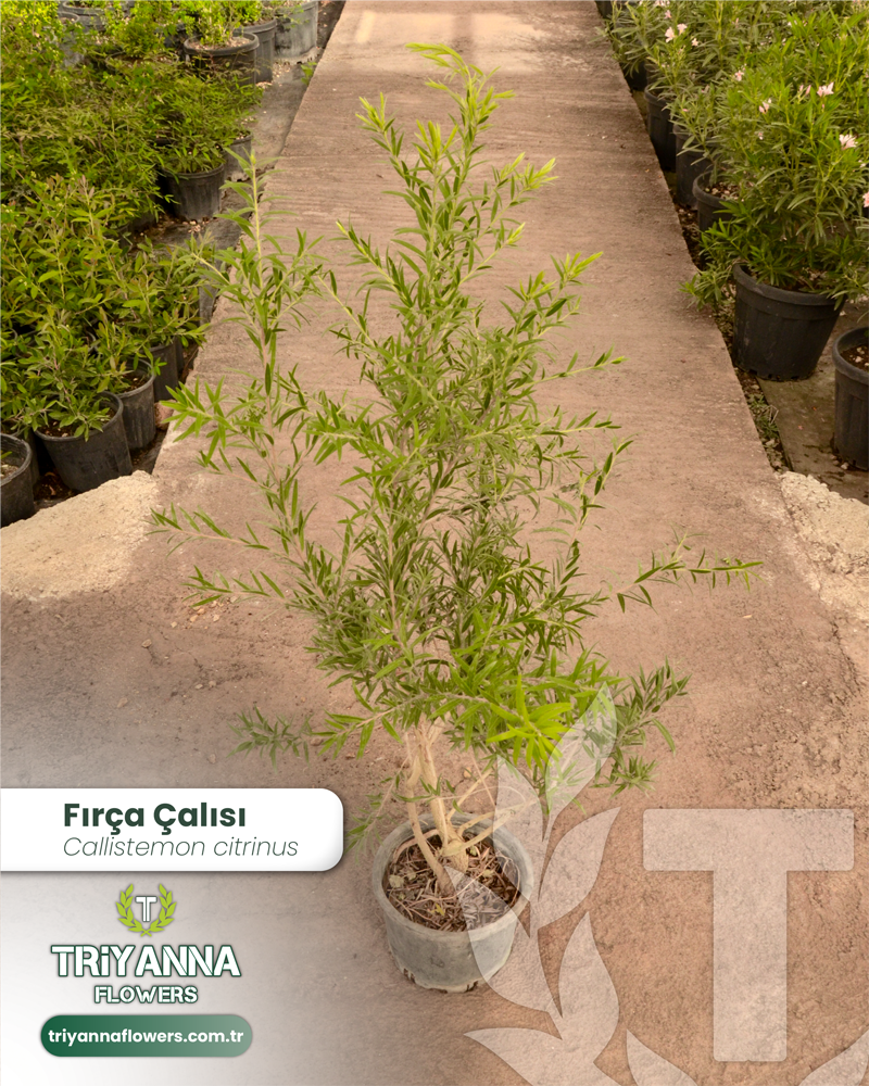 2 - Callistemon citrinus - Fırça Çalısı_2@2x.webp