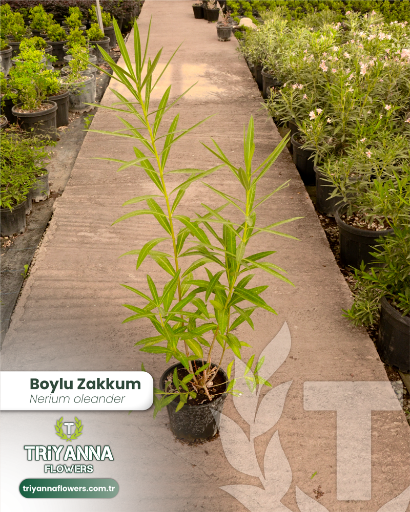 3 - Nerium oleander - Boylu Zakkum_2@2x.webp