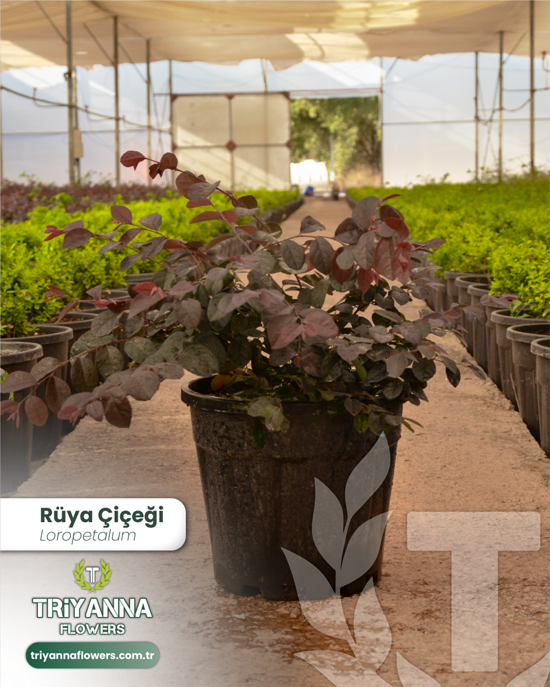 4 - Loropetalum - Fırfır Çalısı_2@2x_rev.webp