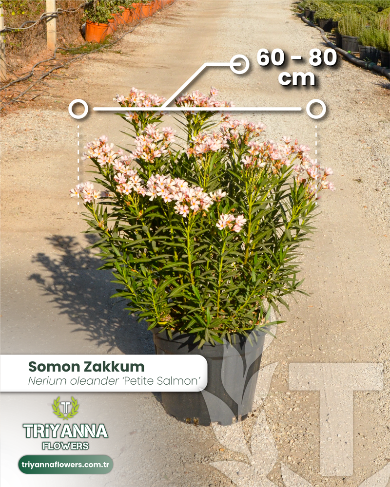 5 - Nerium oleander 'Petite Salmon - Somon Zakkum_2@2x.webp