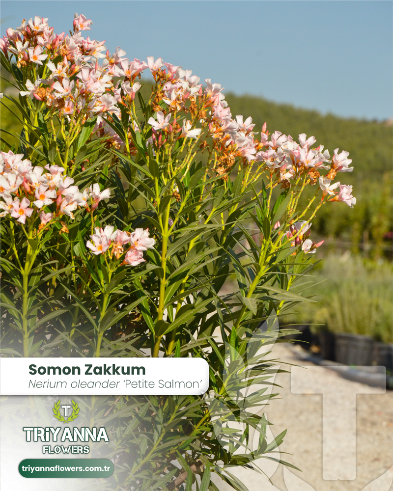 5 - Nerium oleander 'Petite Salmon - Somon Zakkum_3@2x.webp