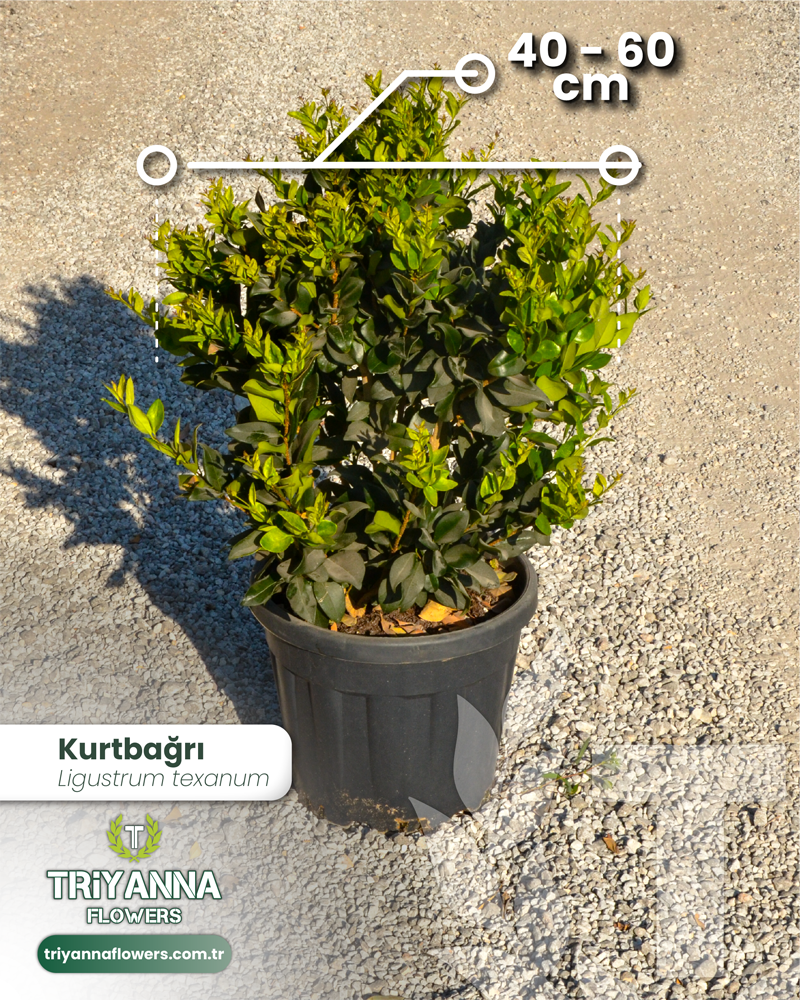 6 - Ligustrum texanum - Kurtbağrı_2@2x.webp