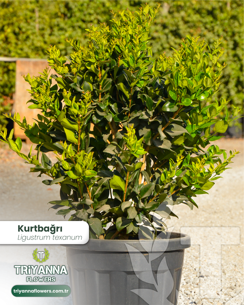 6 - Ligustrum texanum - Kurtbağrı_3@2x.webp