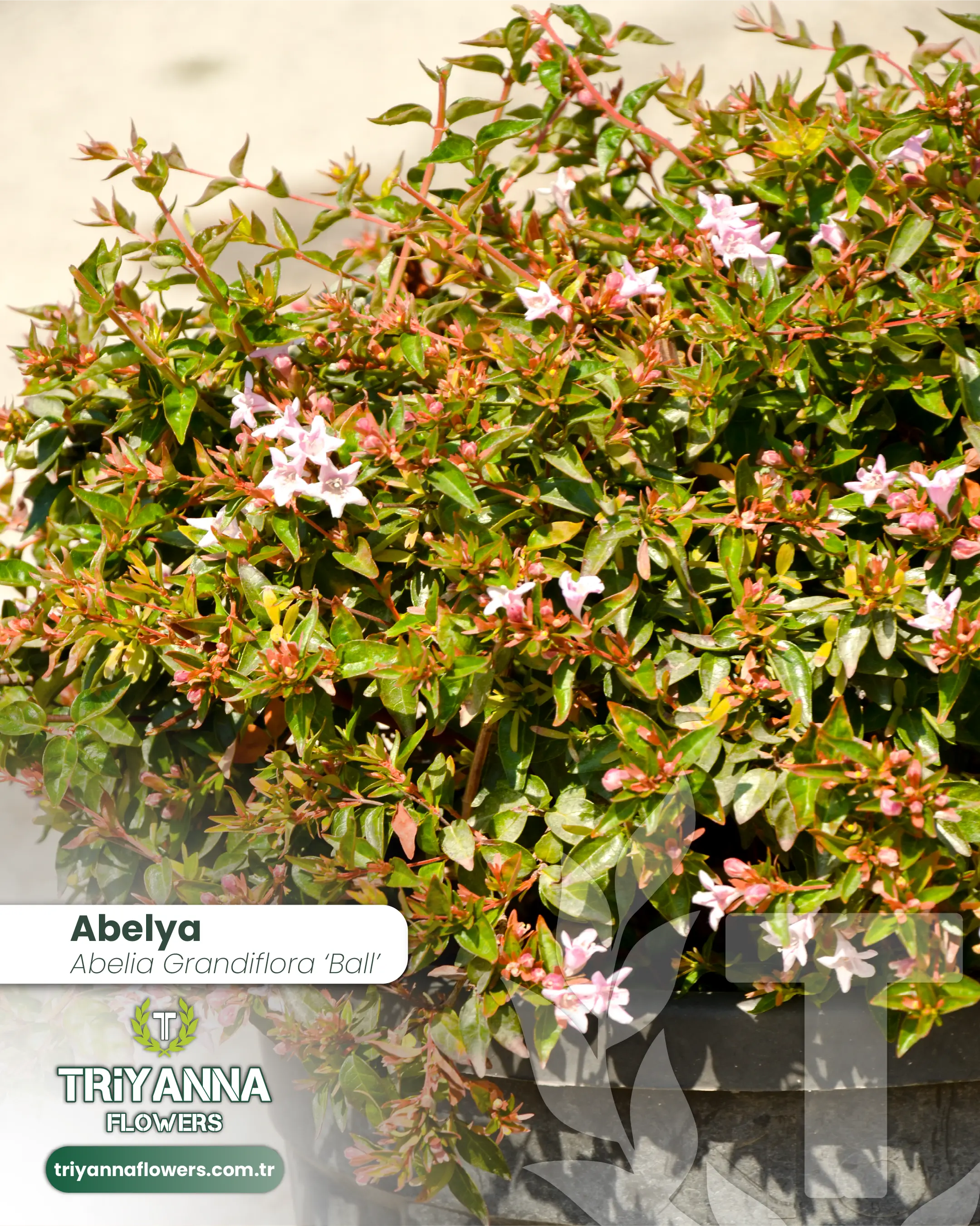 Abelya_2.webp
