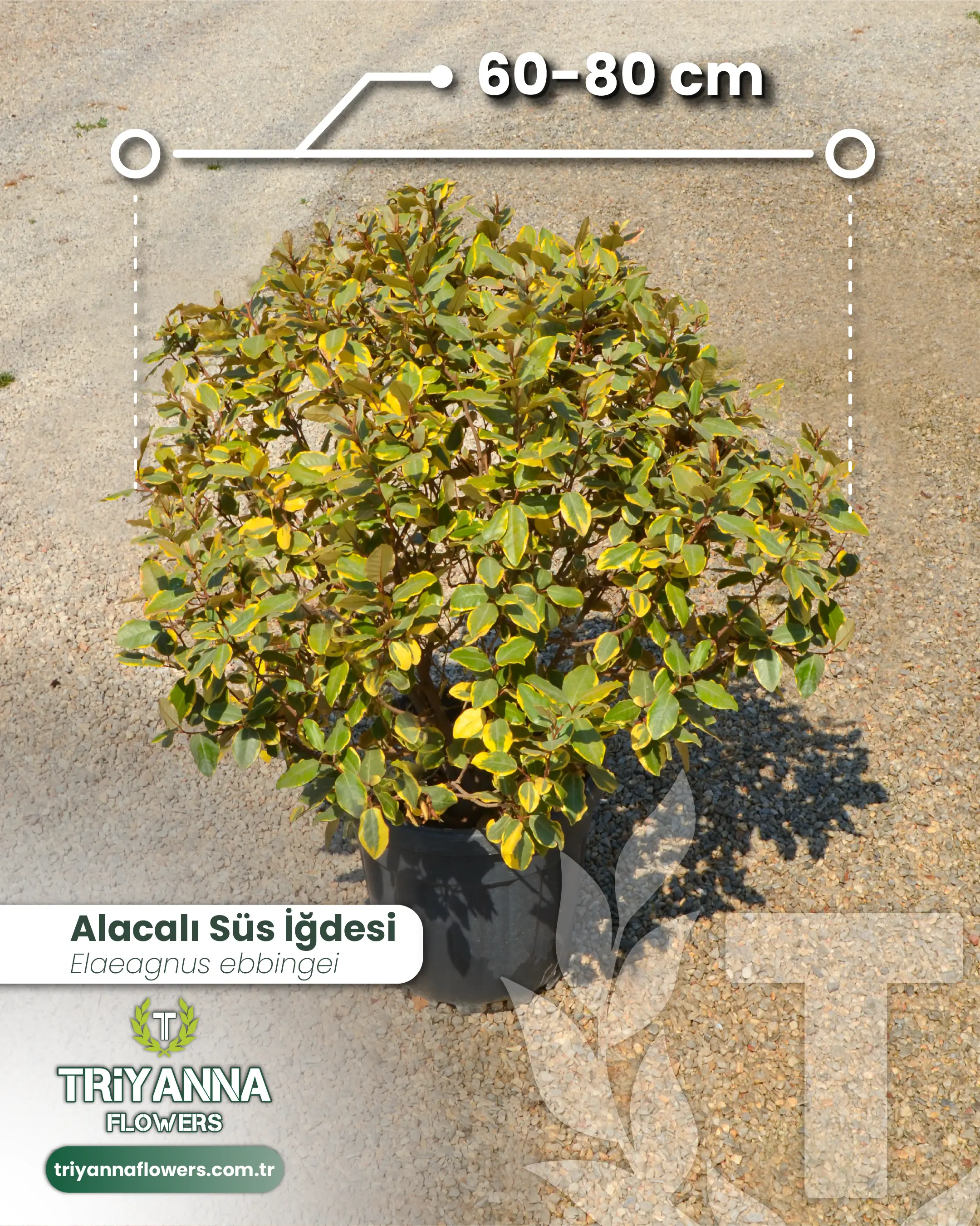 Alacali_Sus_Igdesi_2.webp