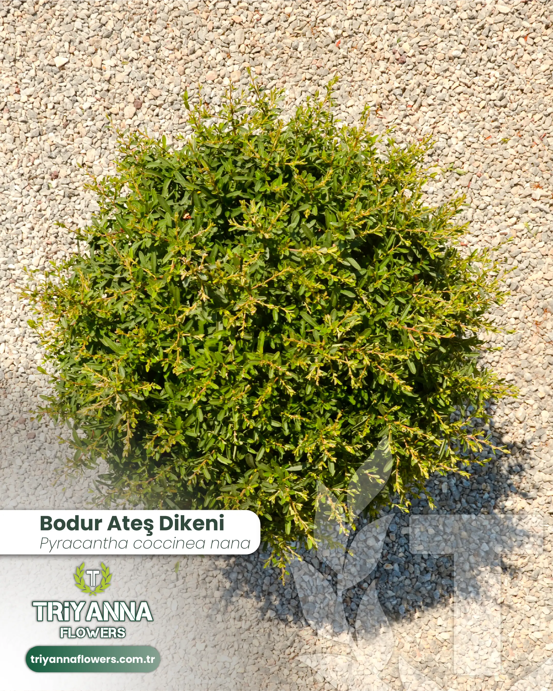 Bodur_Ates_Dikeni_2.webp
