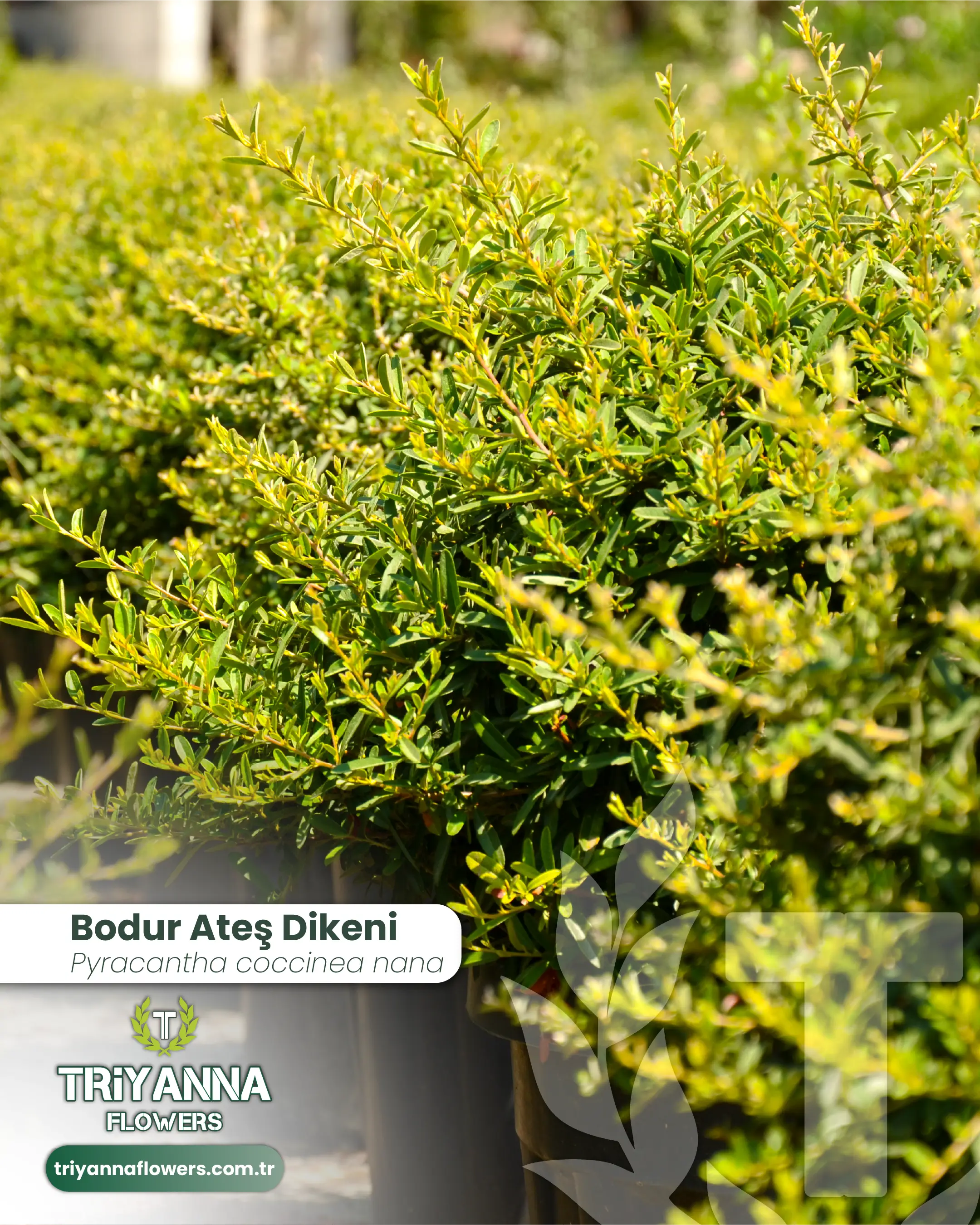 Bodur_Ates_Dikeni_3.webp