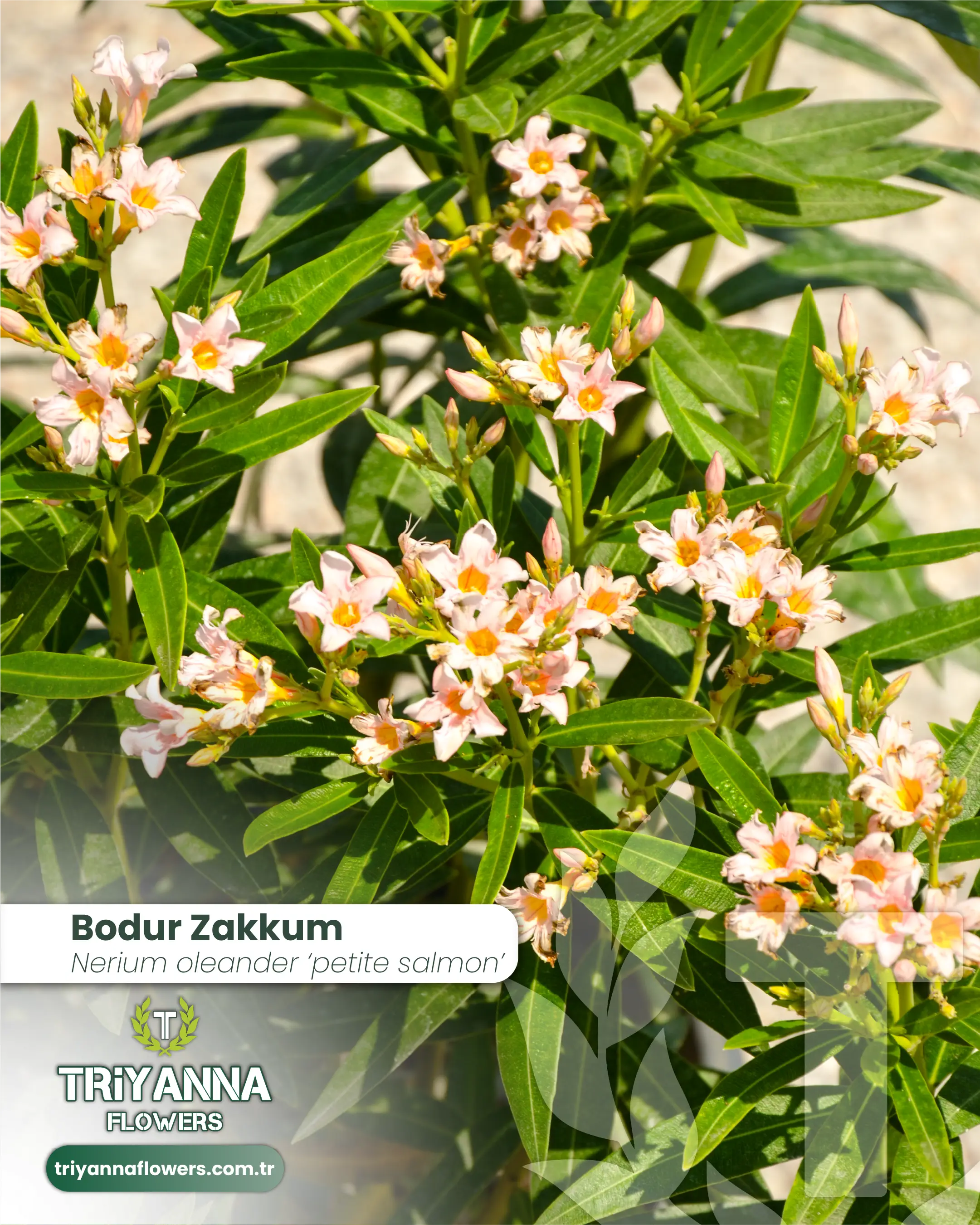 Bodur_Zakkum_2.webp