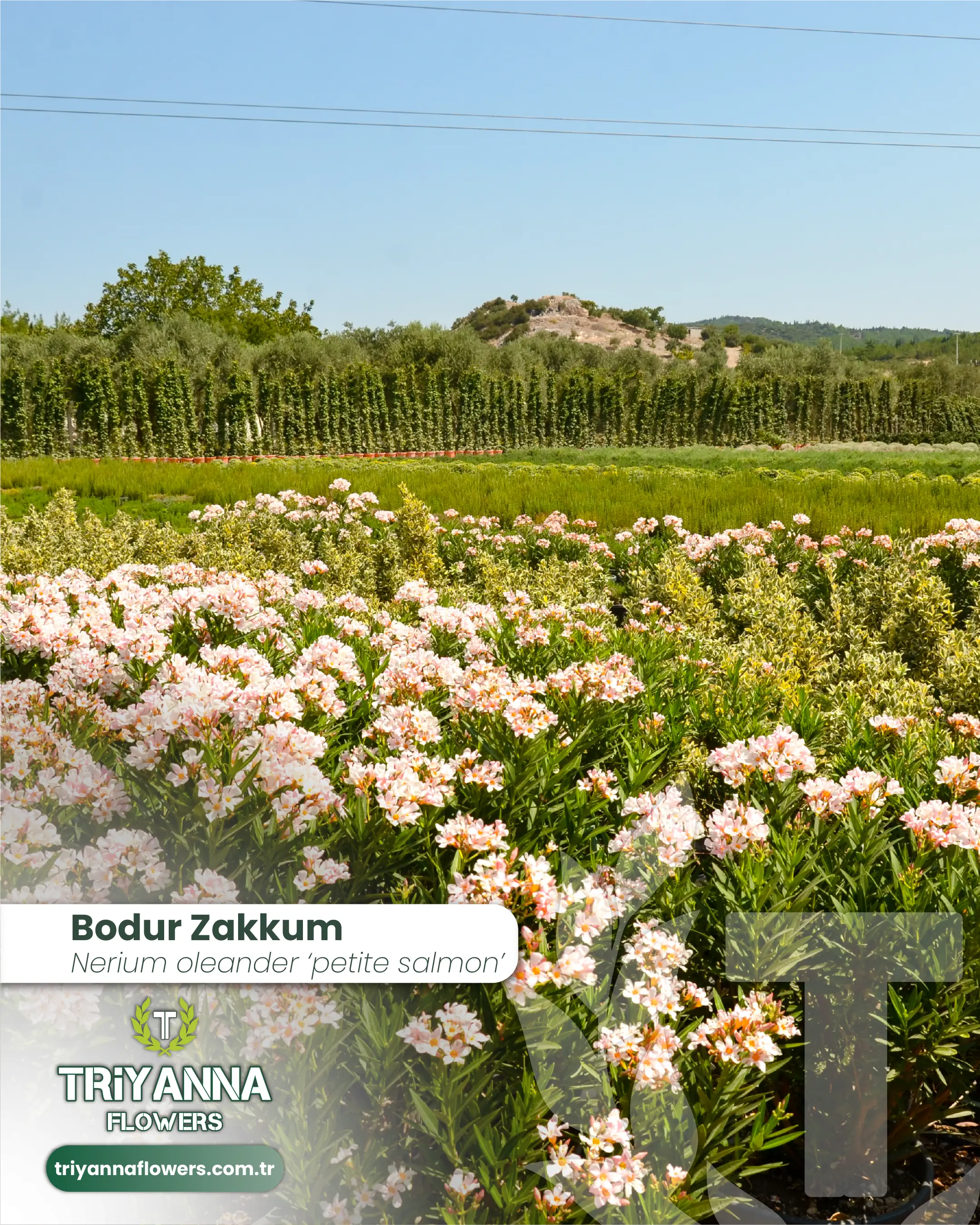Bodur_Zakkum_3.webp