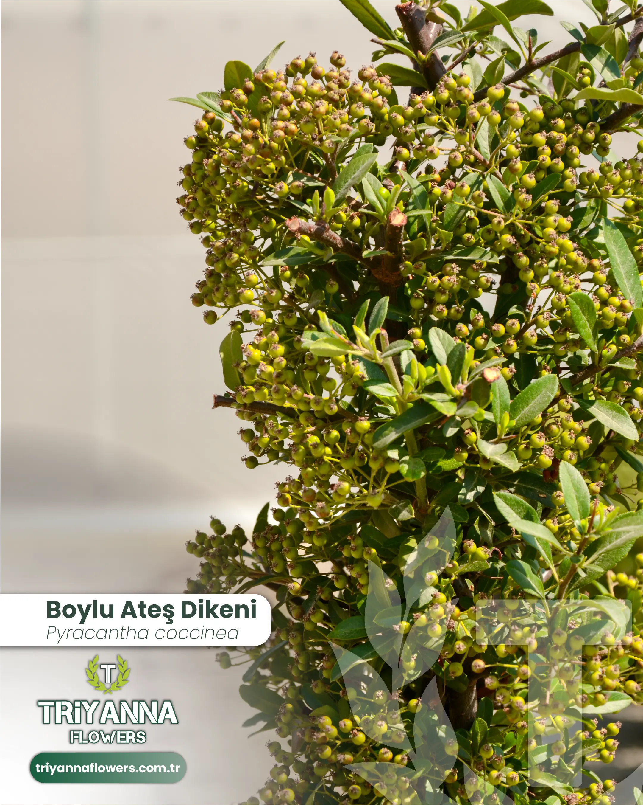 Boylu_Ates_Dikeni_2.webp