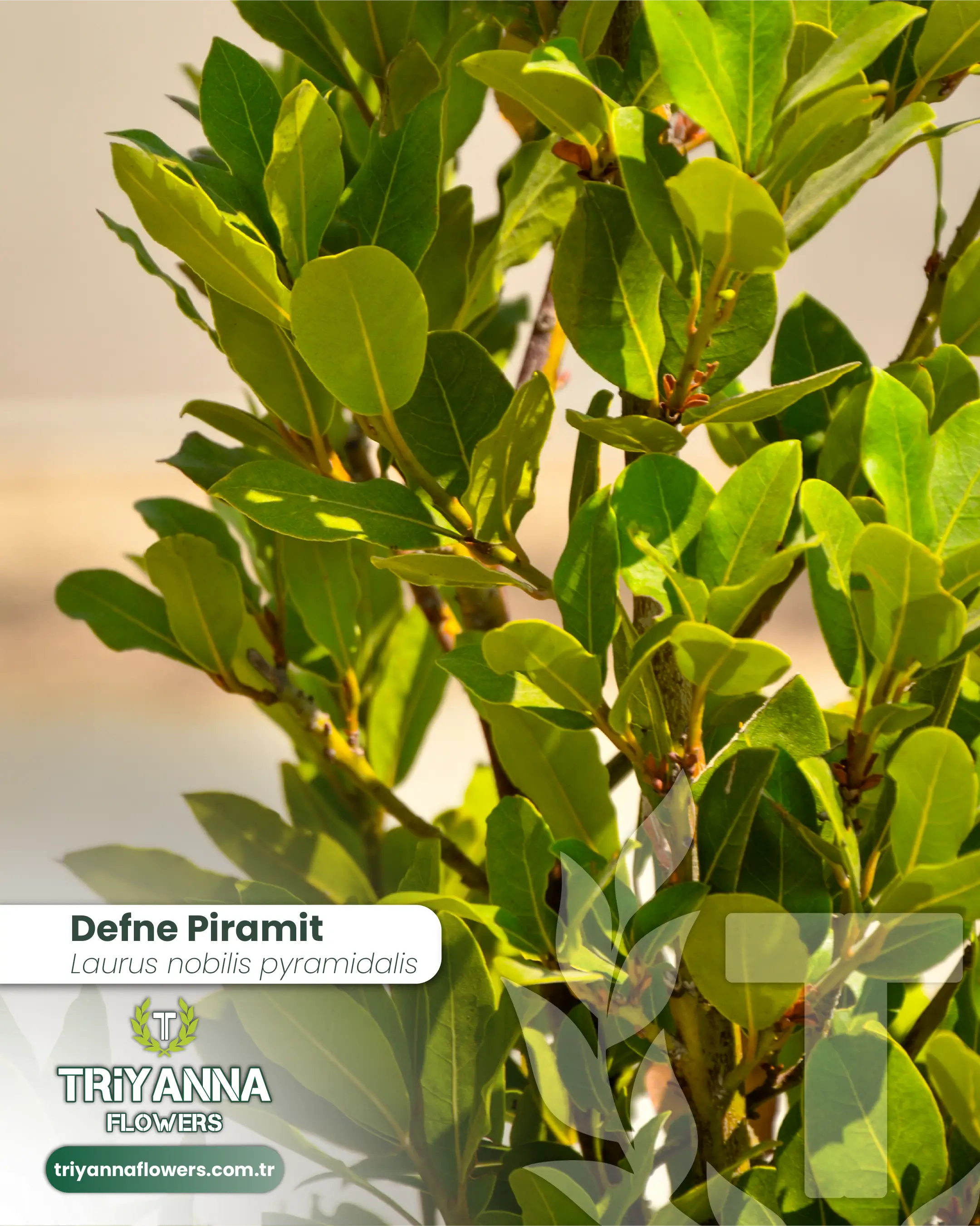 Defne_Piramit_2.webp