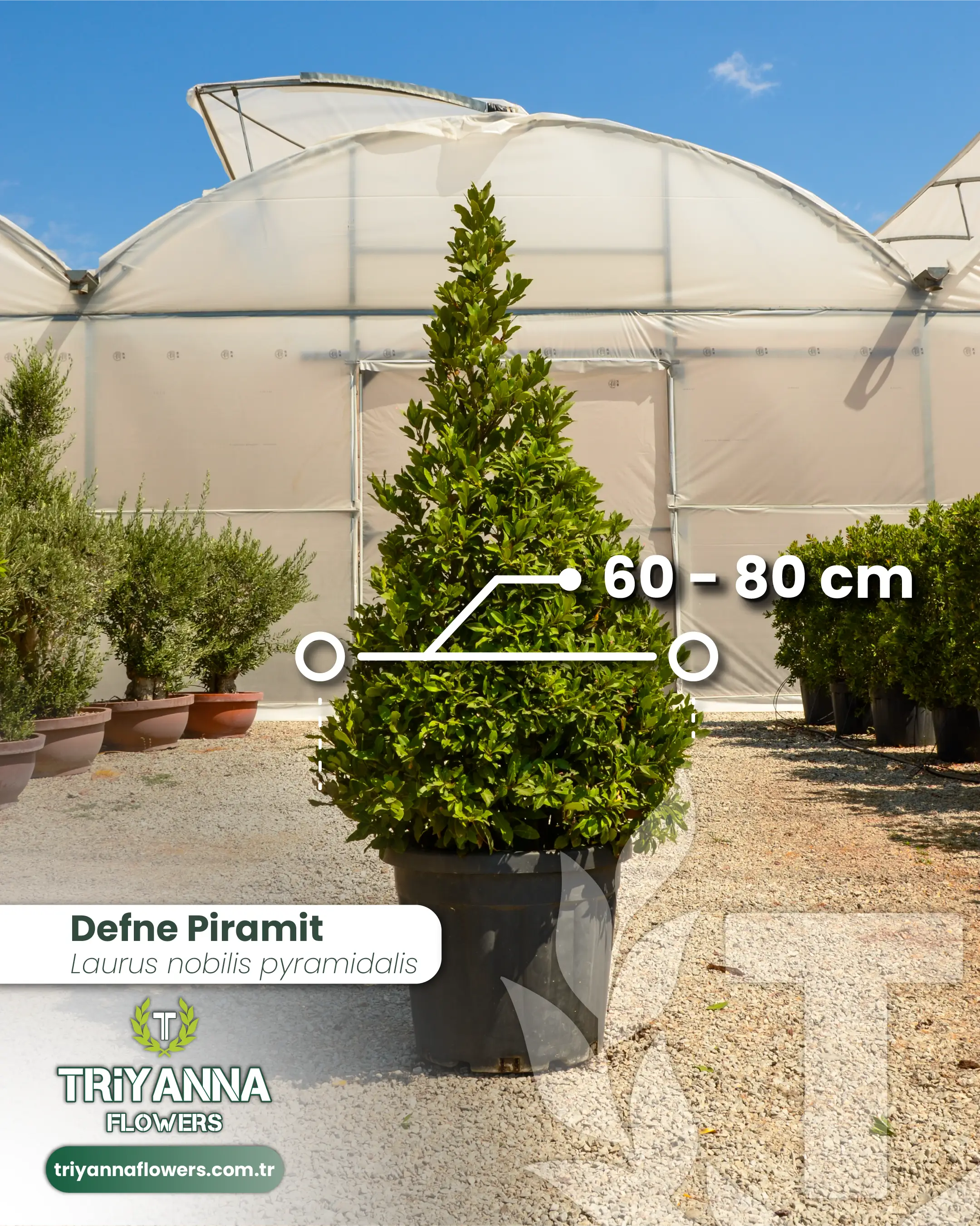 Defne_Piramit_3.webp
