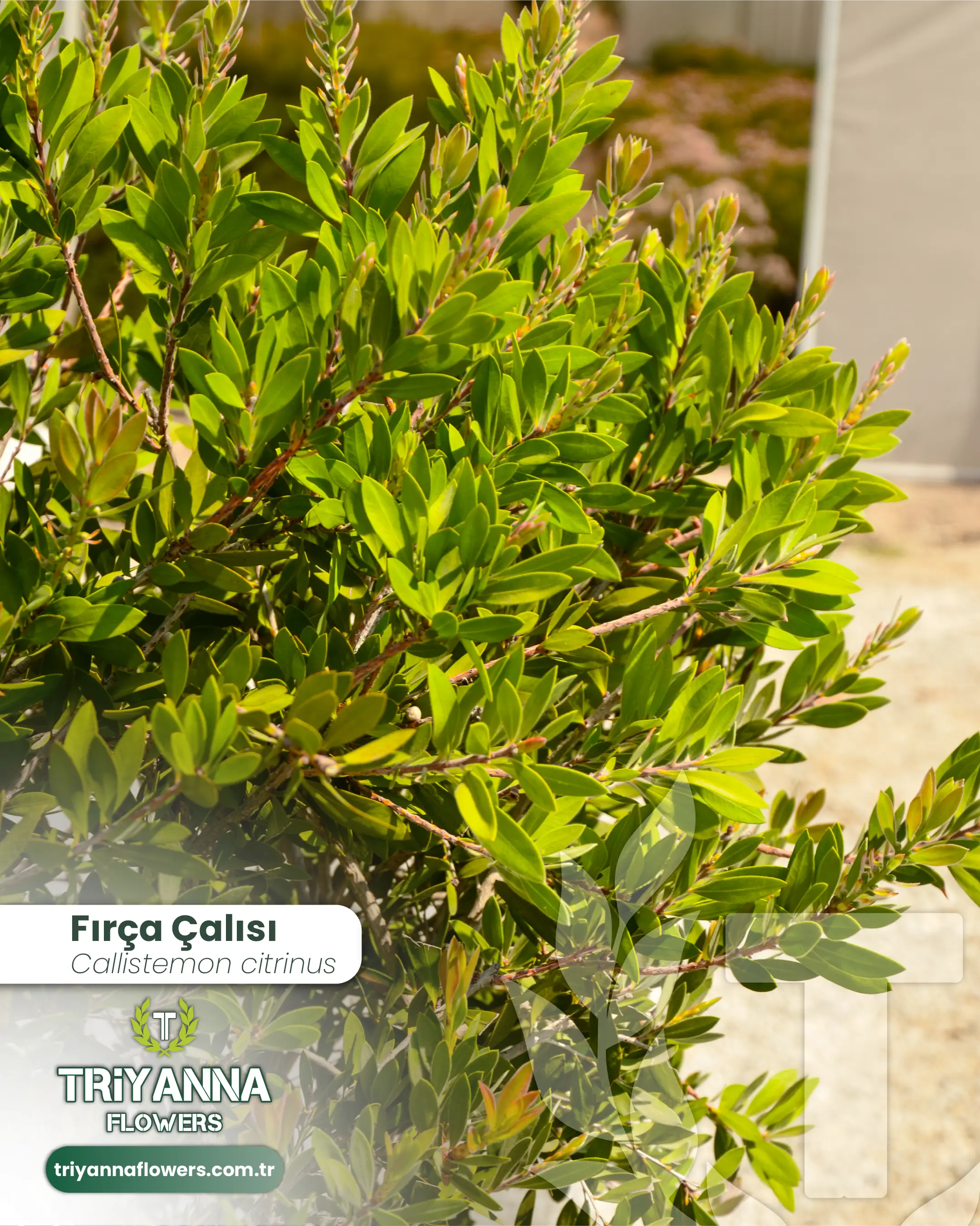 Firca_Calisi_2.webp