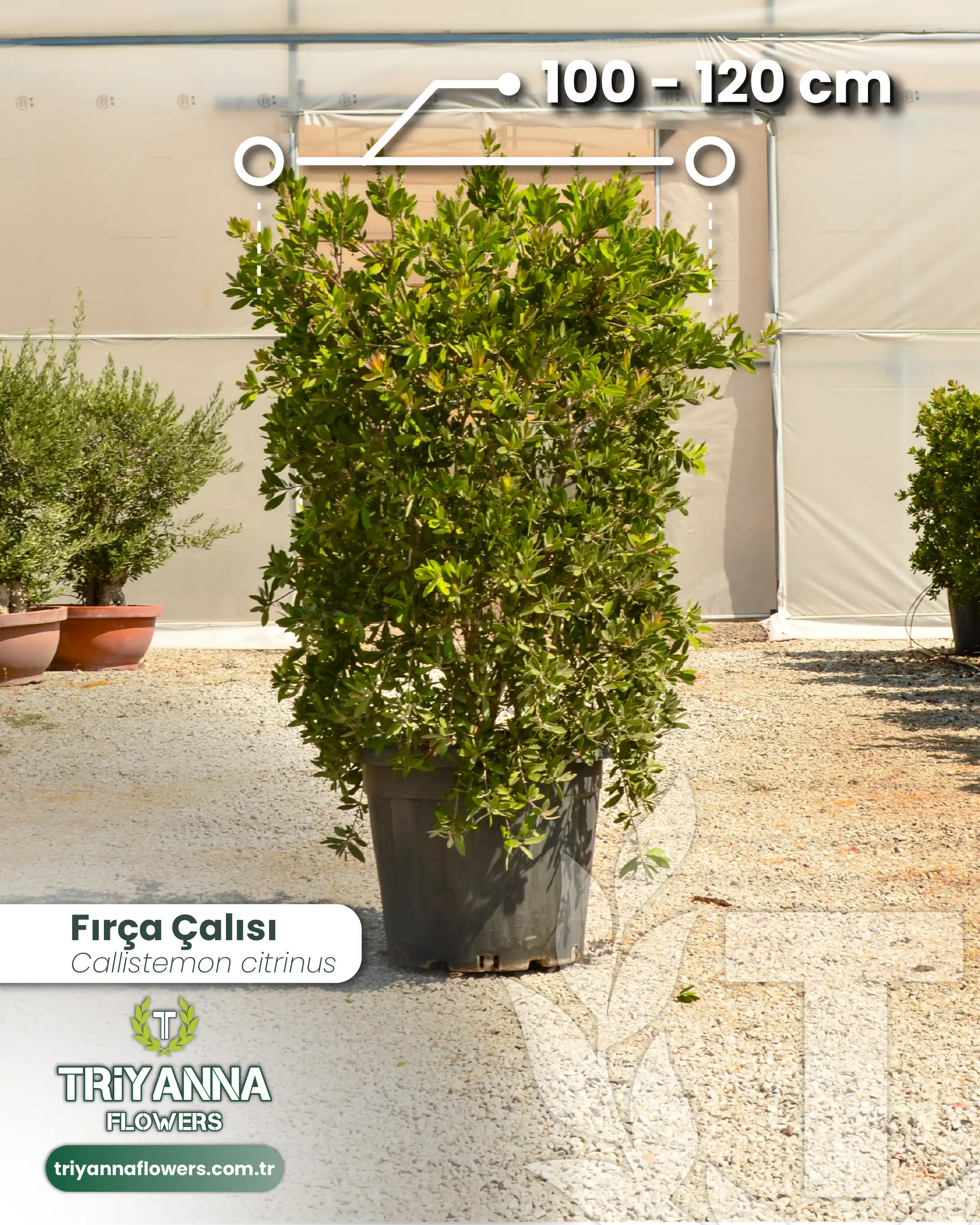 Firca_Calisi_3.webp