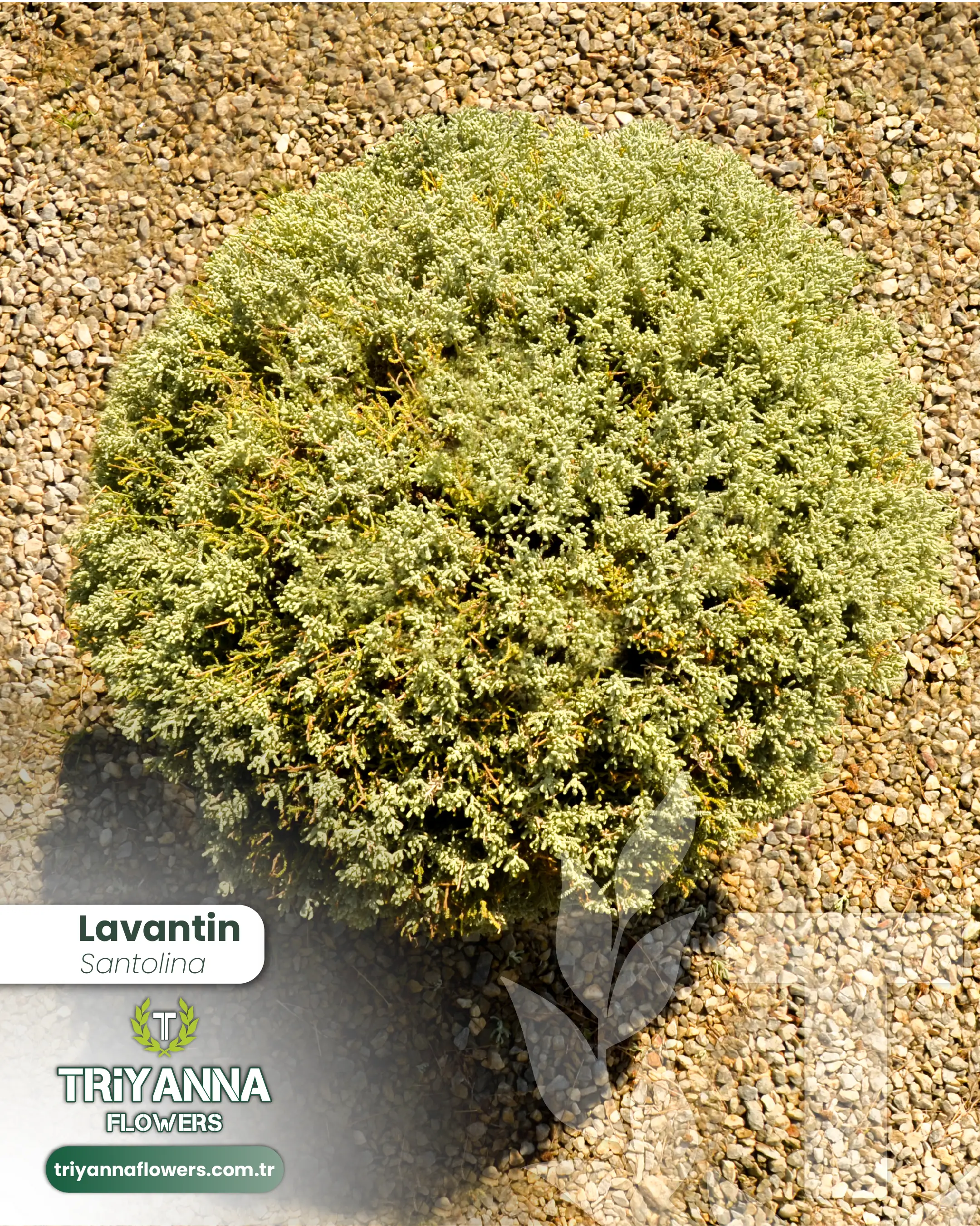 Lavantin_2.webp