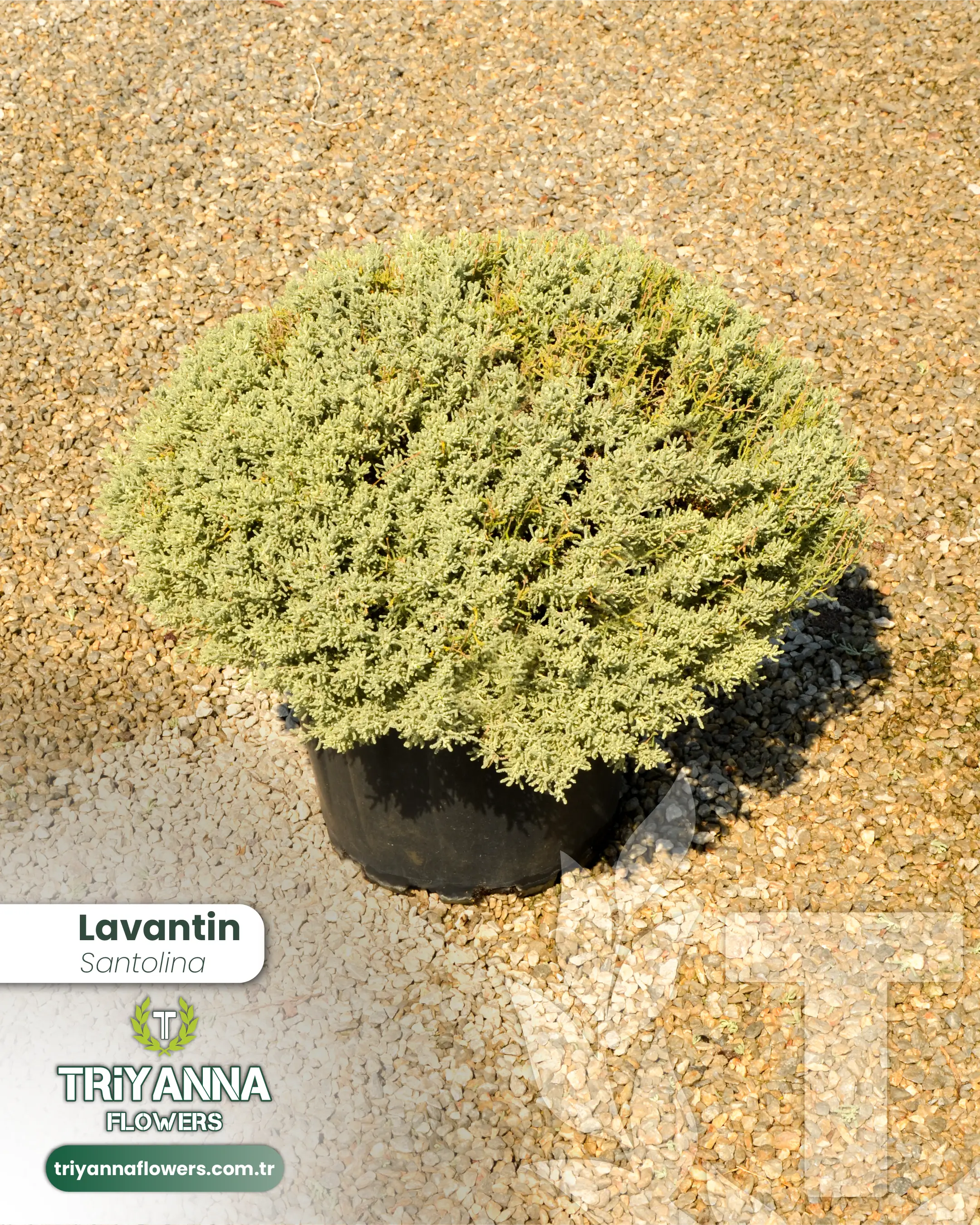Lavantin_3.webp