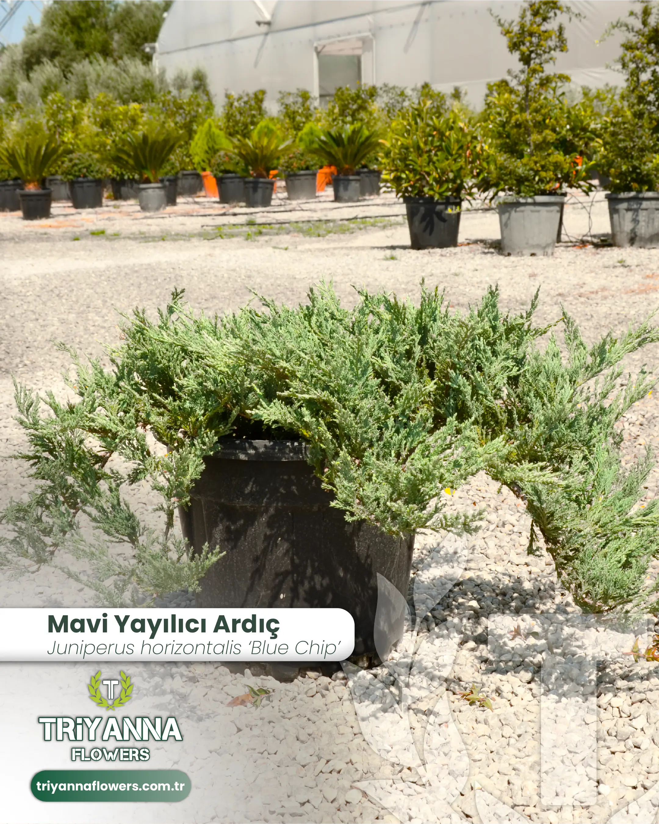 Mavi_Yayilici_Ardic_2.webp