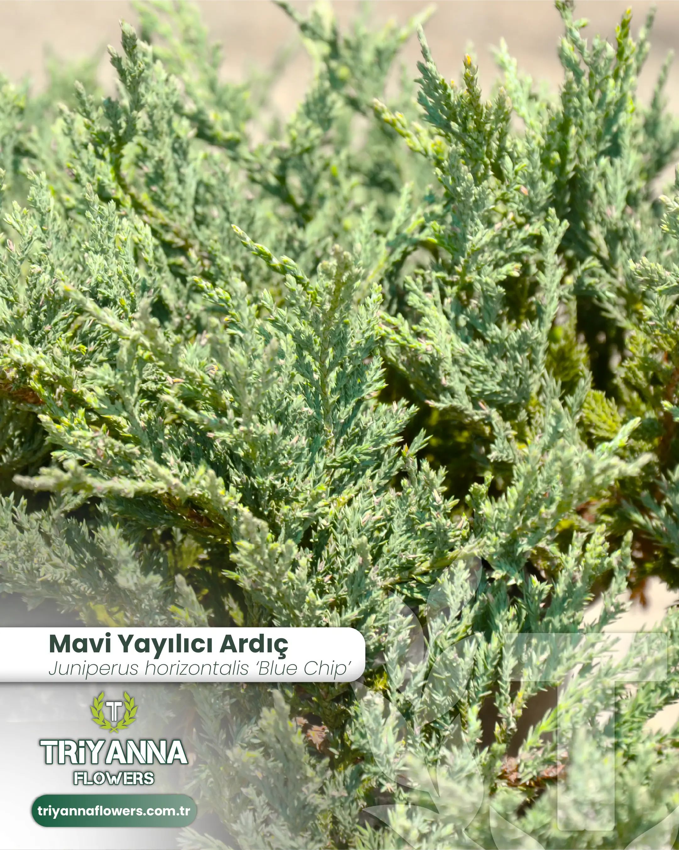 Mavi_Yayilici_Ardic_3.webp