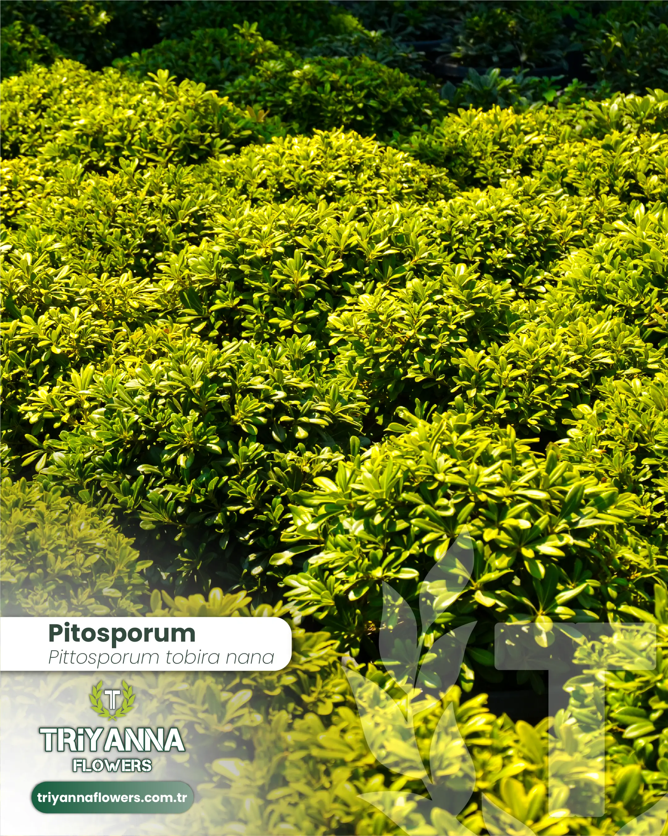 Pitosporum_2.webp
