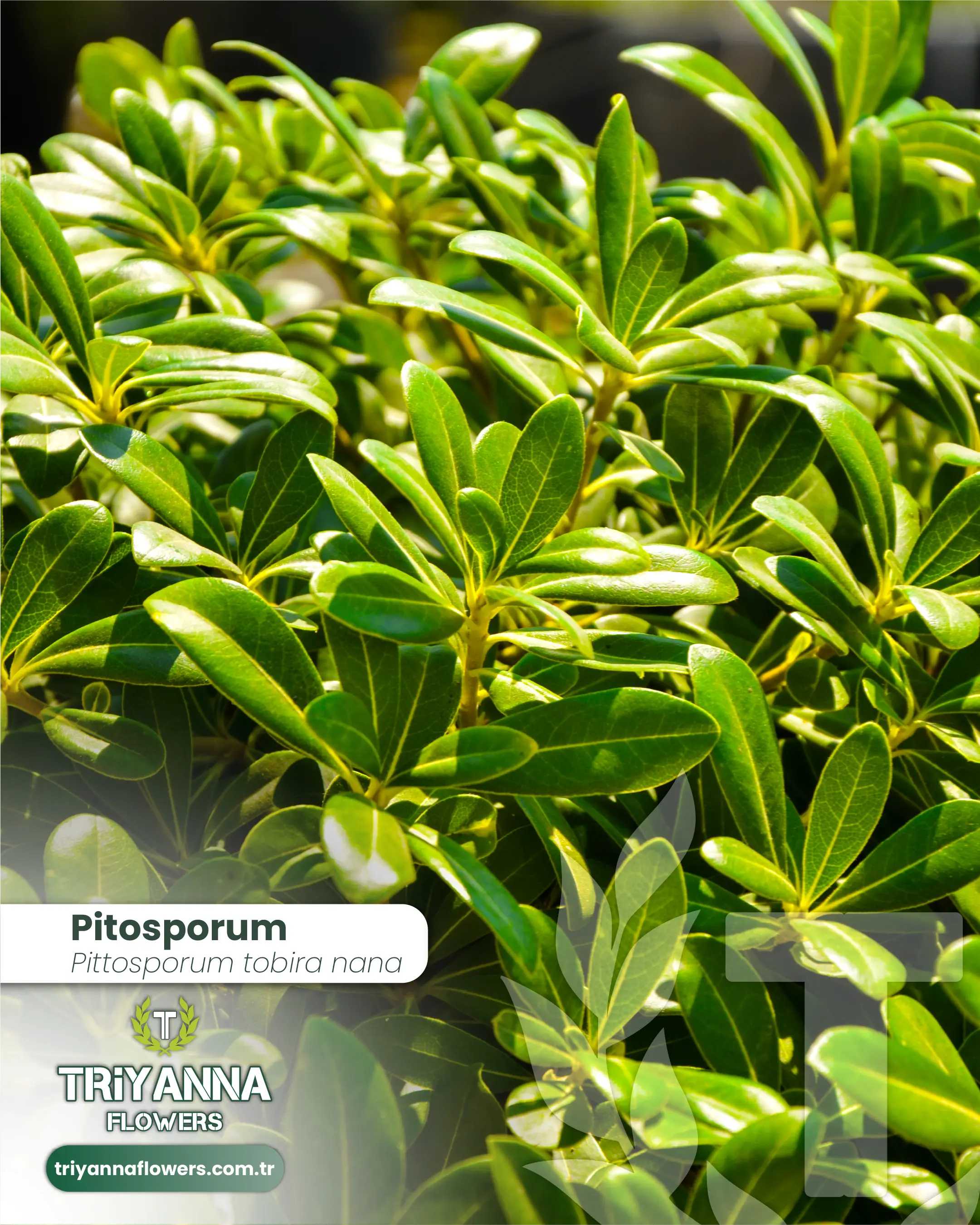 Pitosporum_3.webp