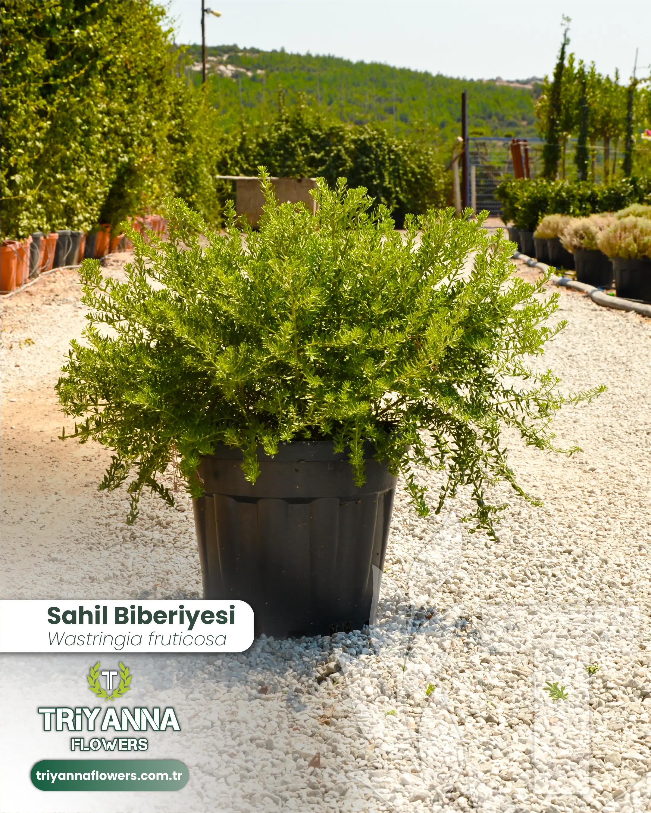 Sahil_Biberiyesi_2.webp